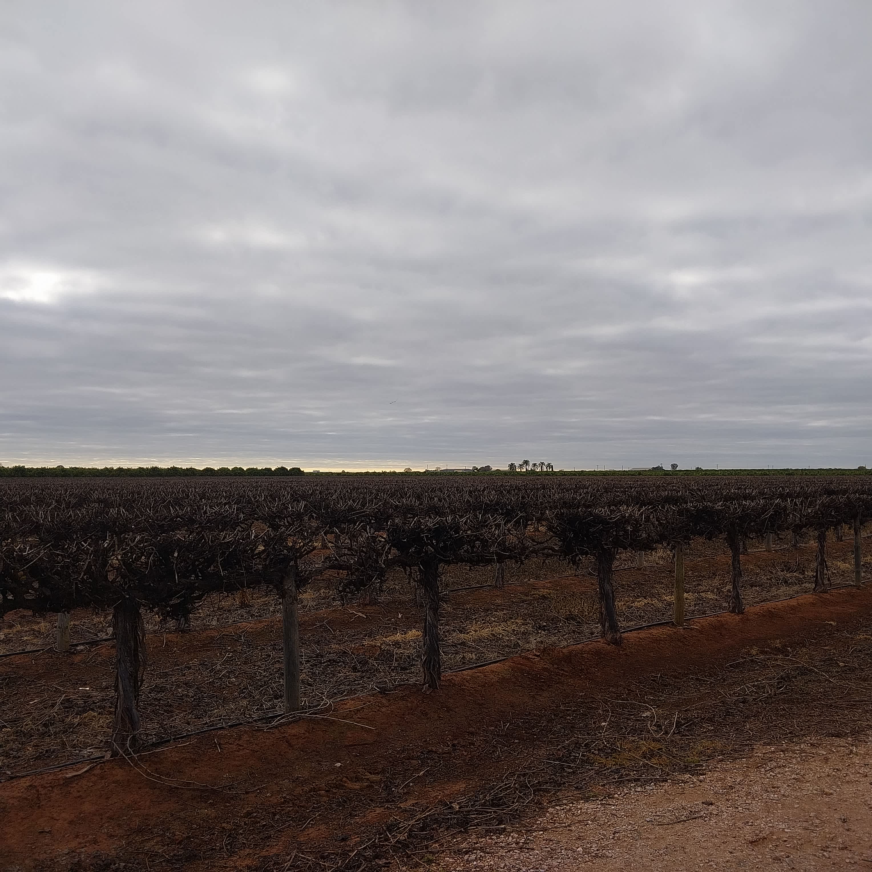 Catania Fruit Salad Farm
