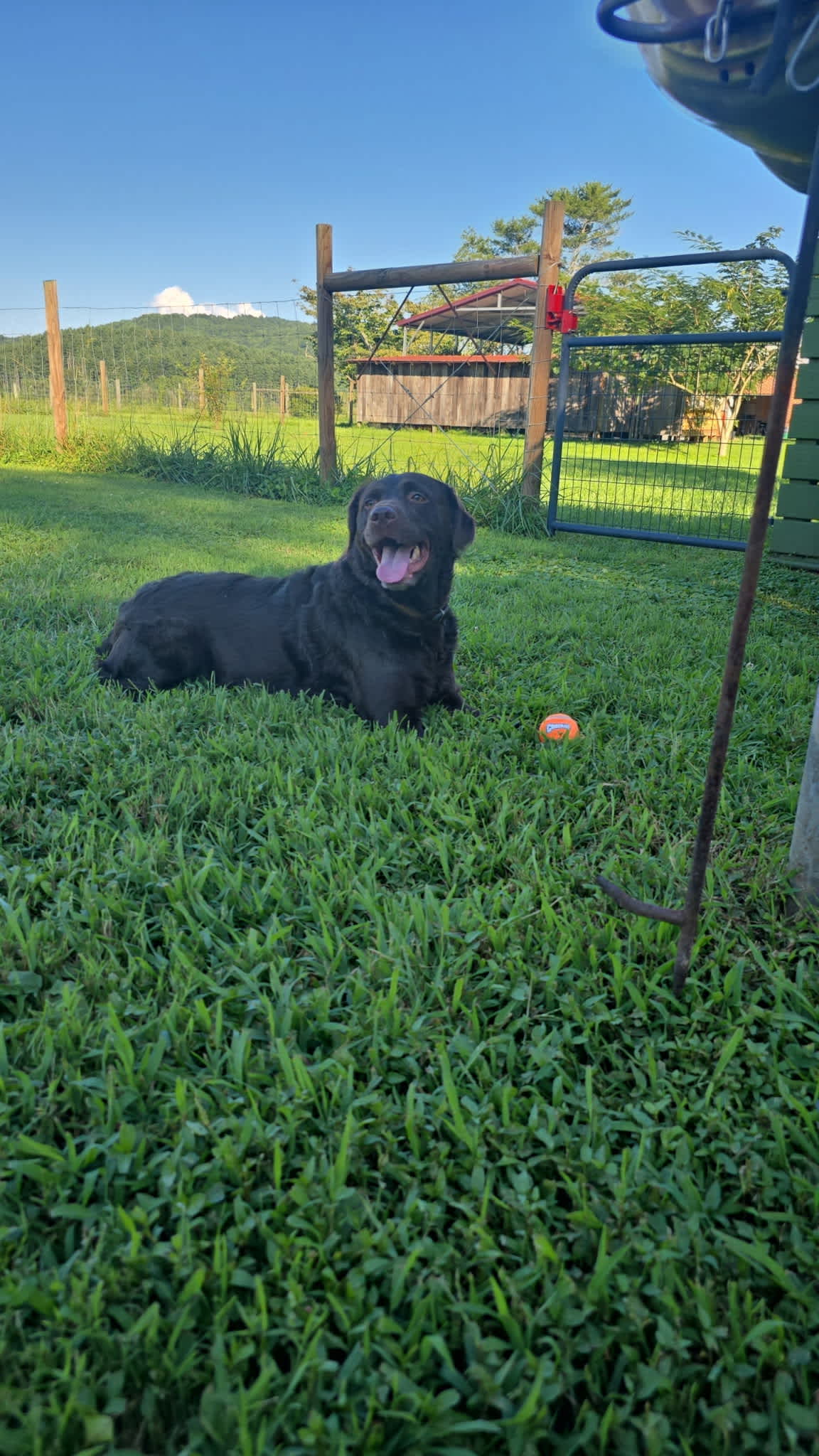 Gunner was in heaven. 