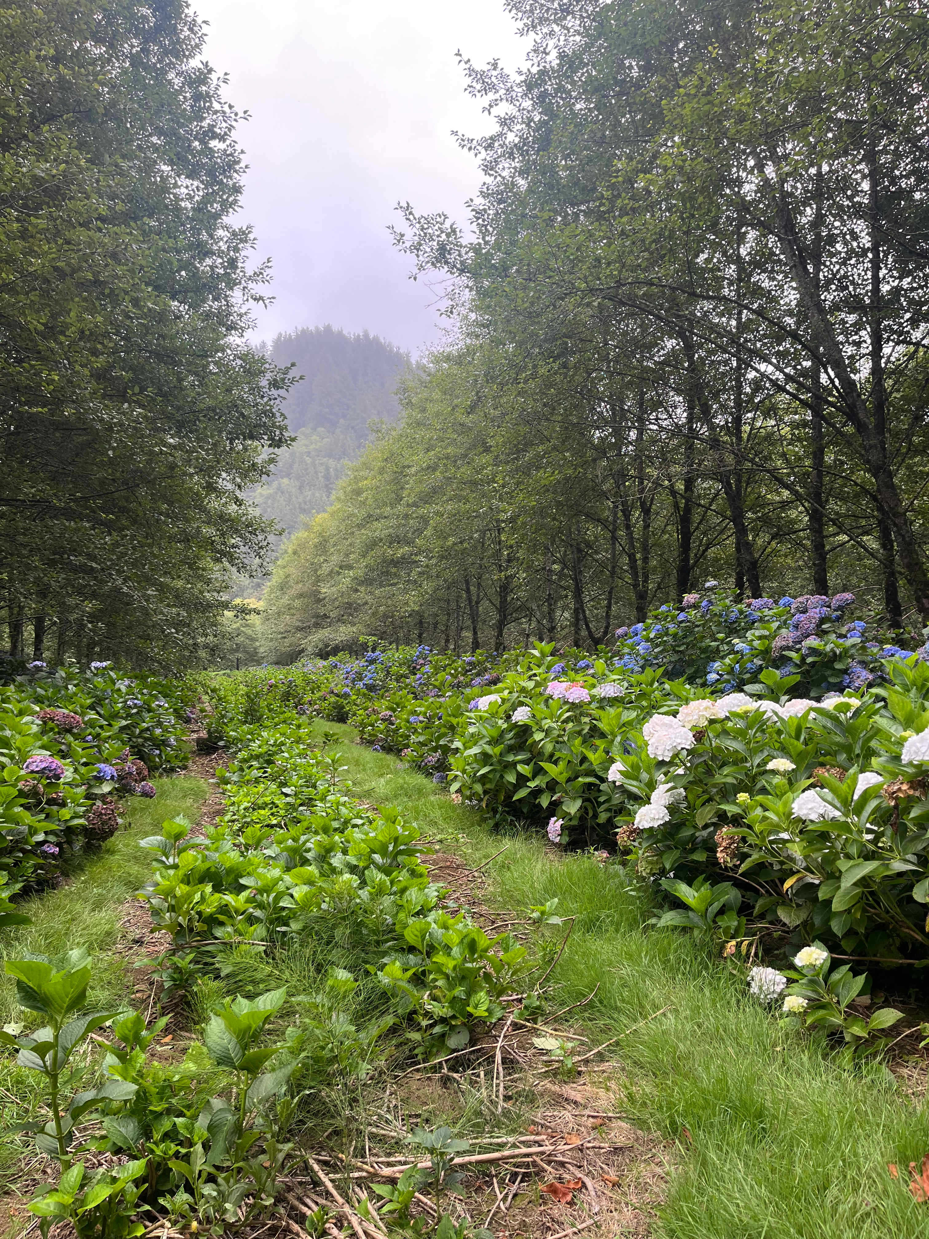 The Hydrangea Ranch
