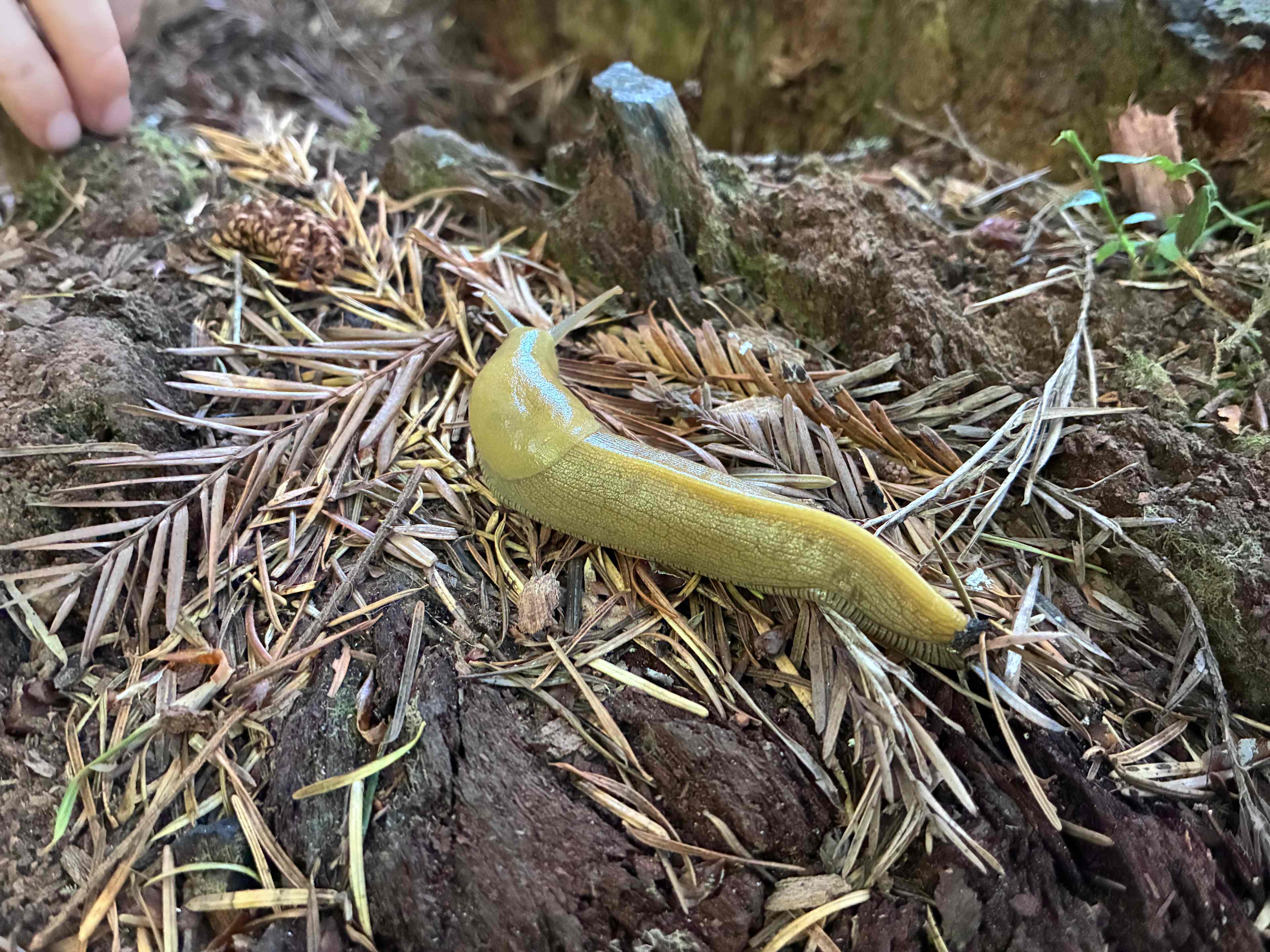 Mystic Forest Campground