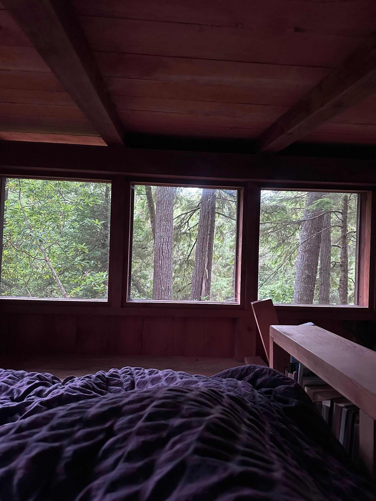 insane view when you wake up, 360 forest views