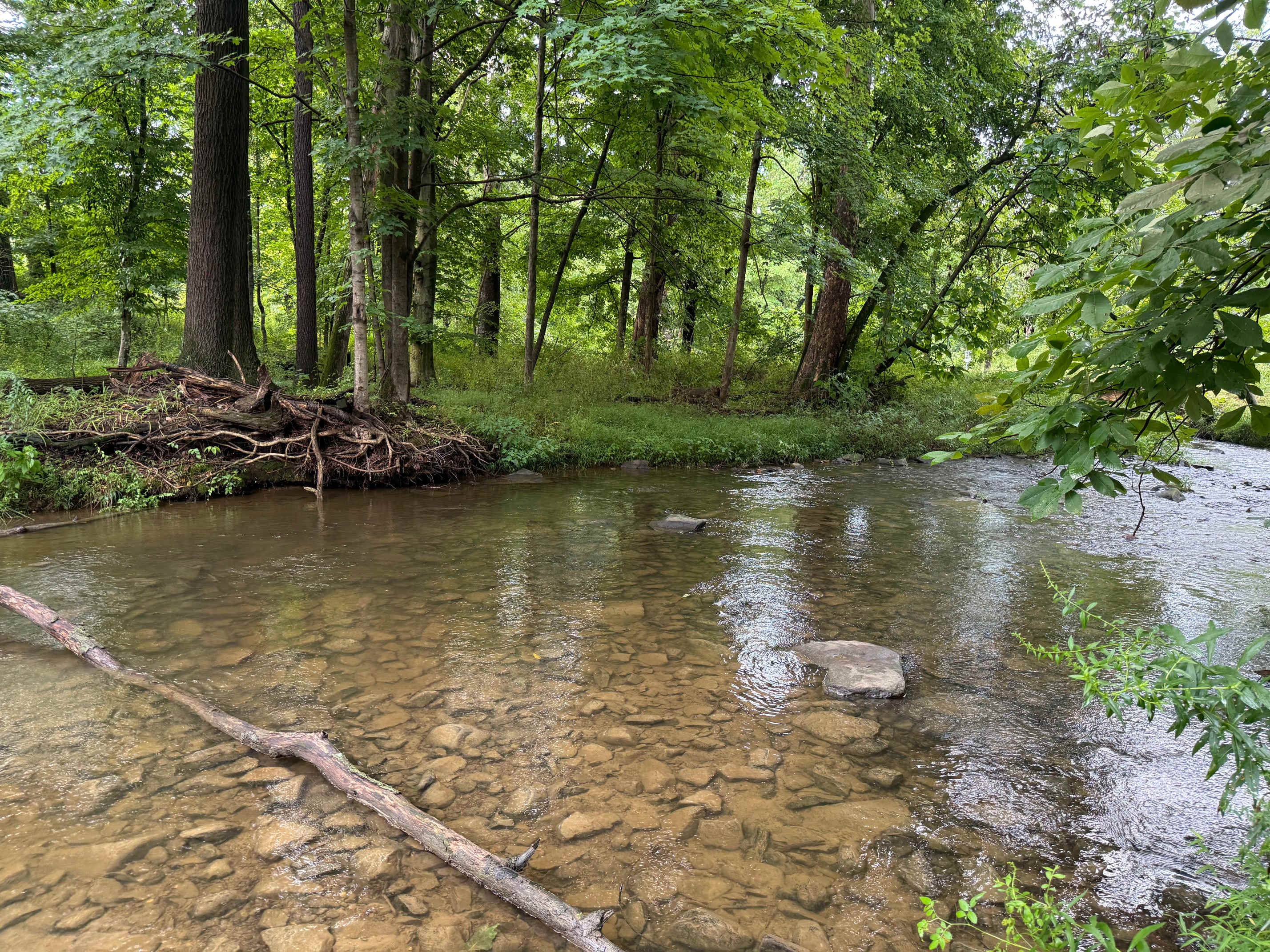 The creek