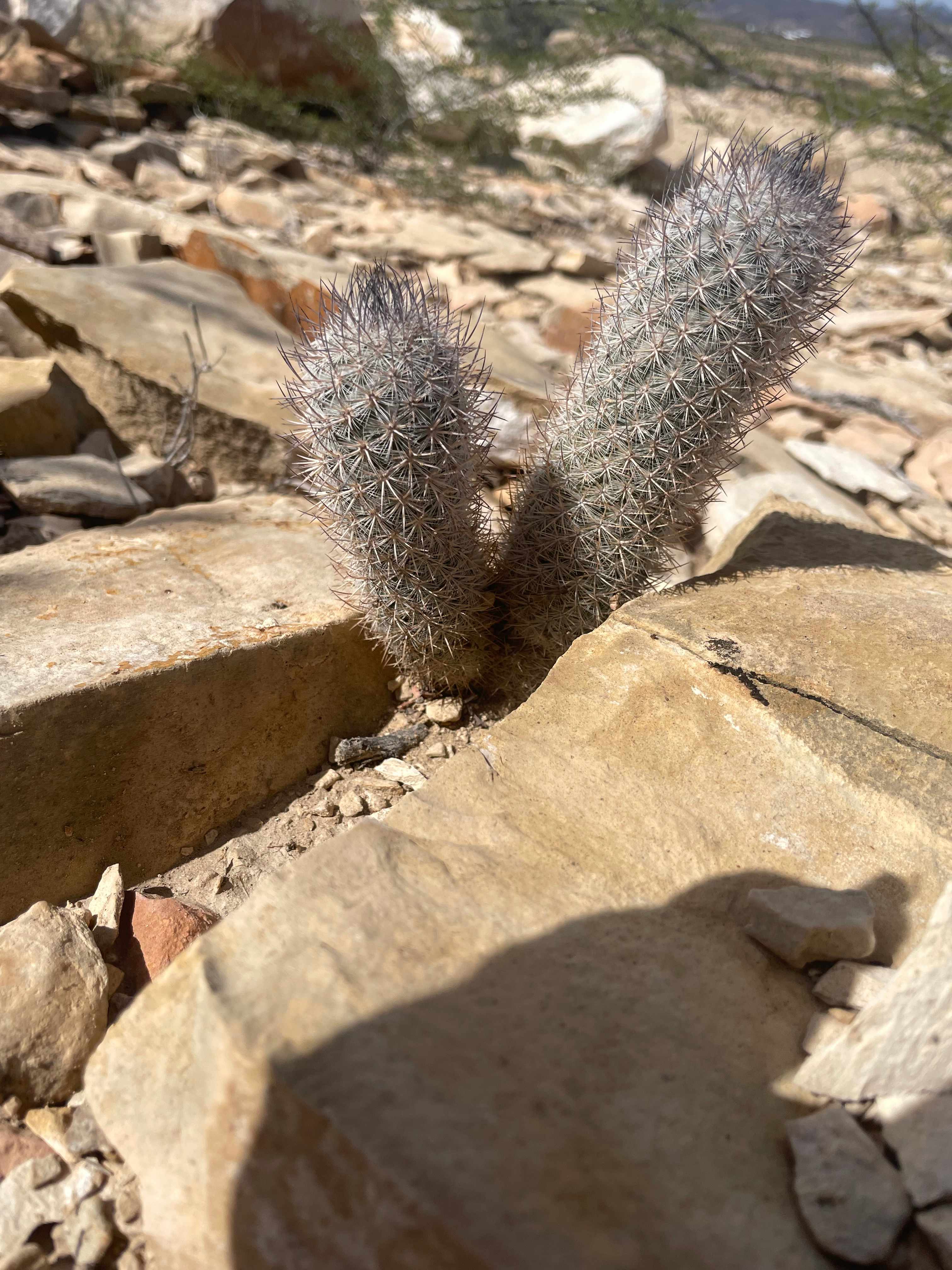 These little guys live nearby