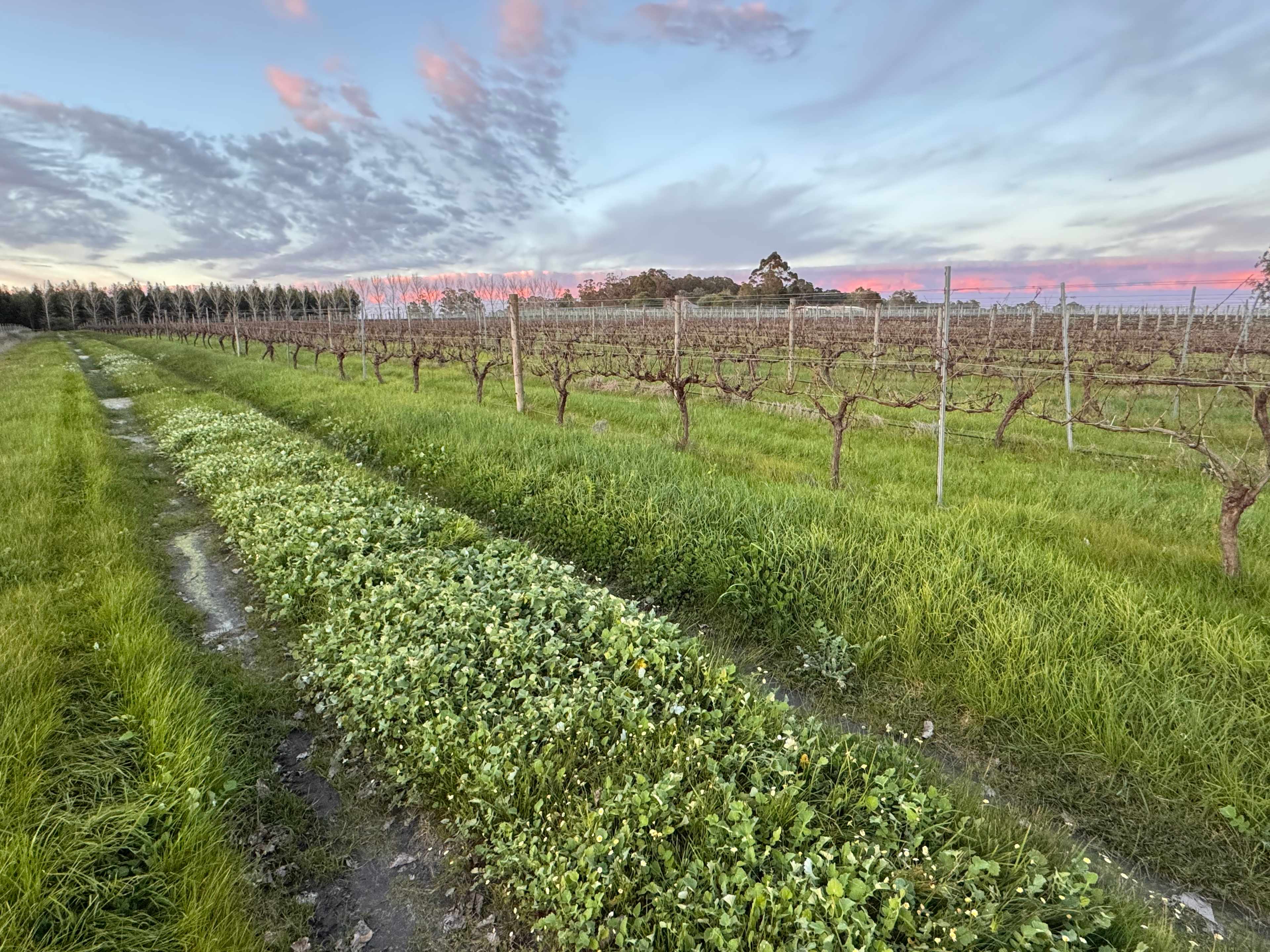 Jarvis Estate Winery & Camping