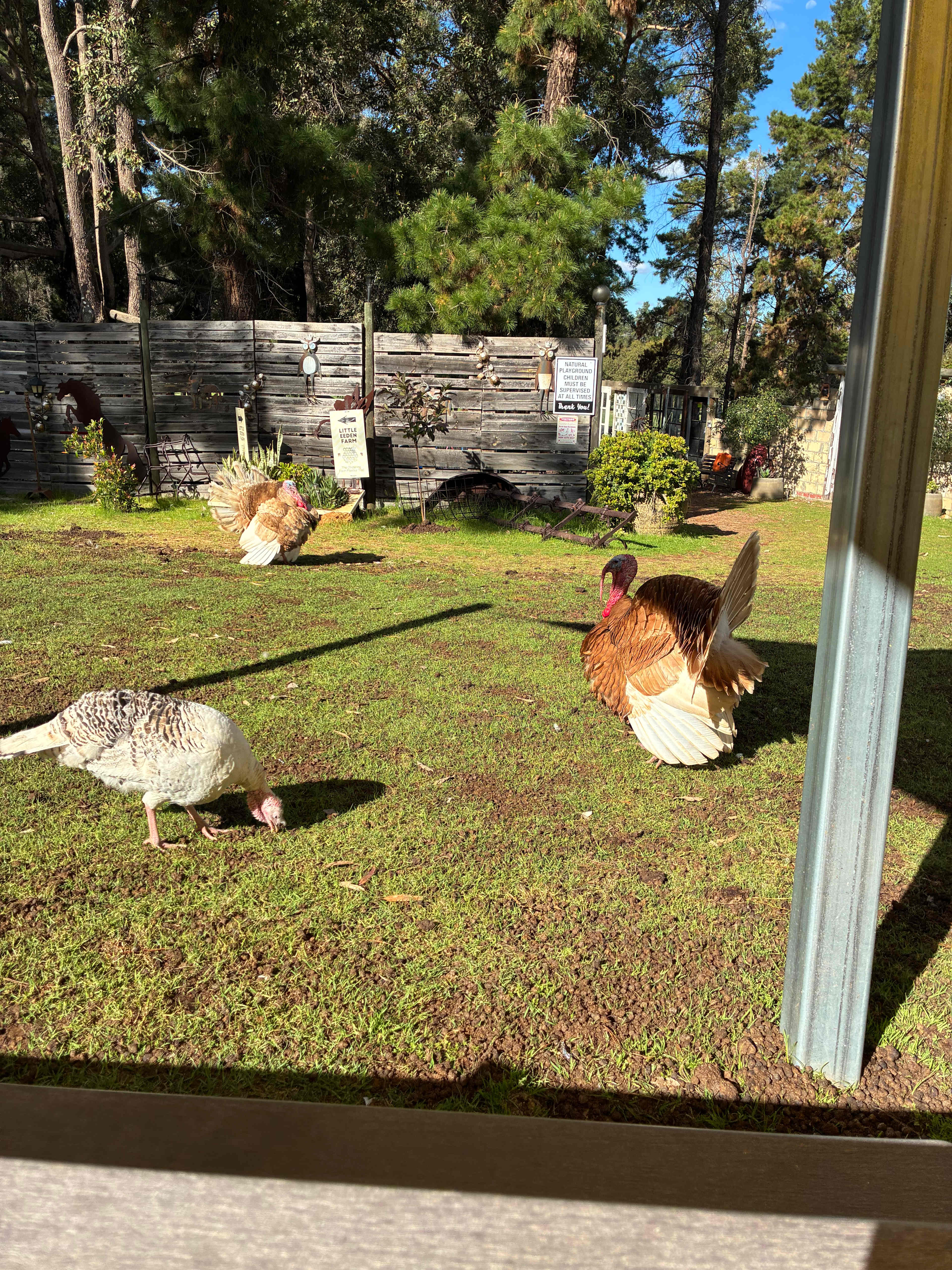 Beers and Turkeys 