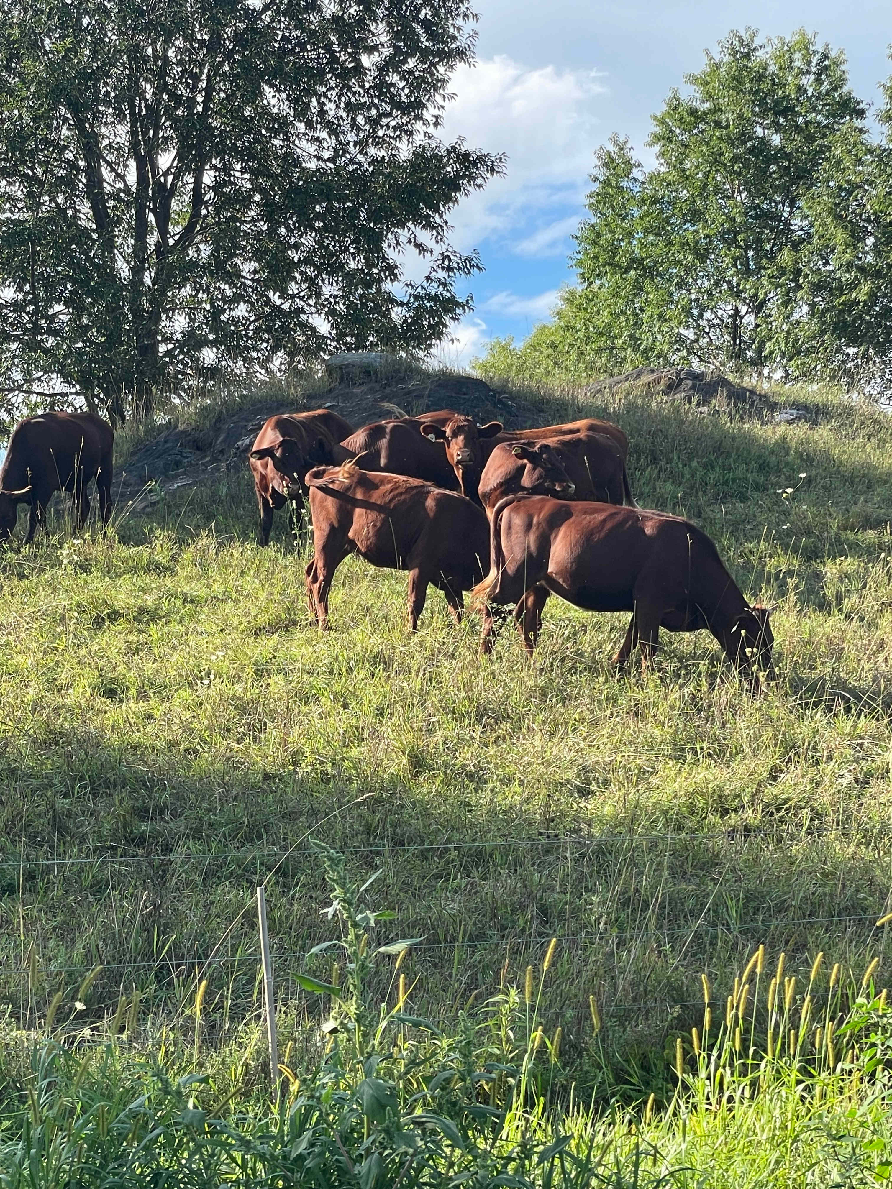 Free Verse Farm