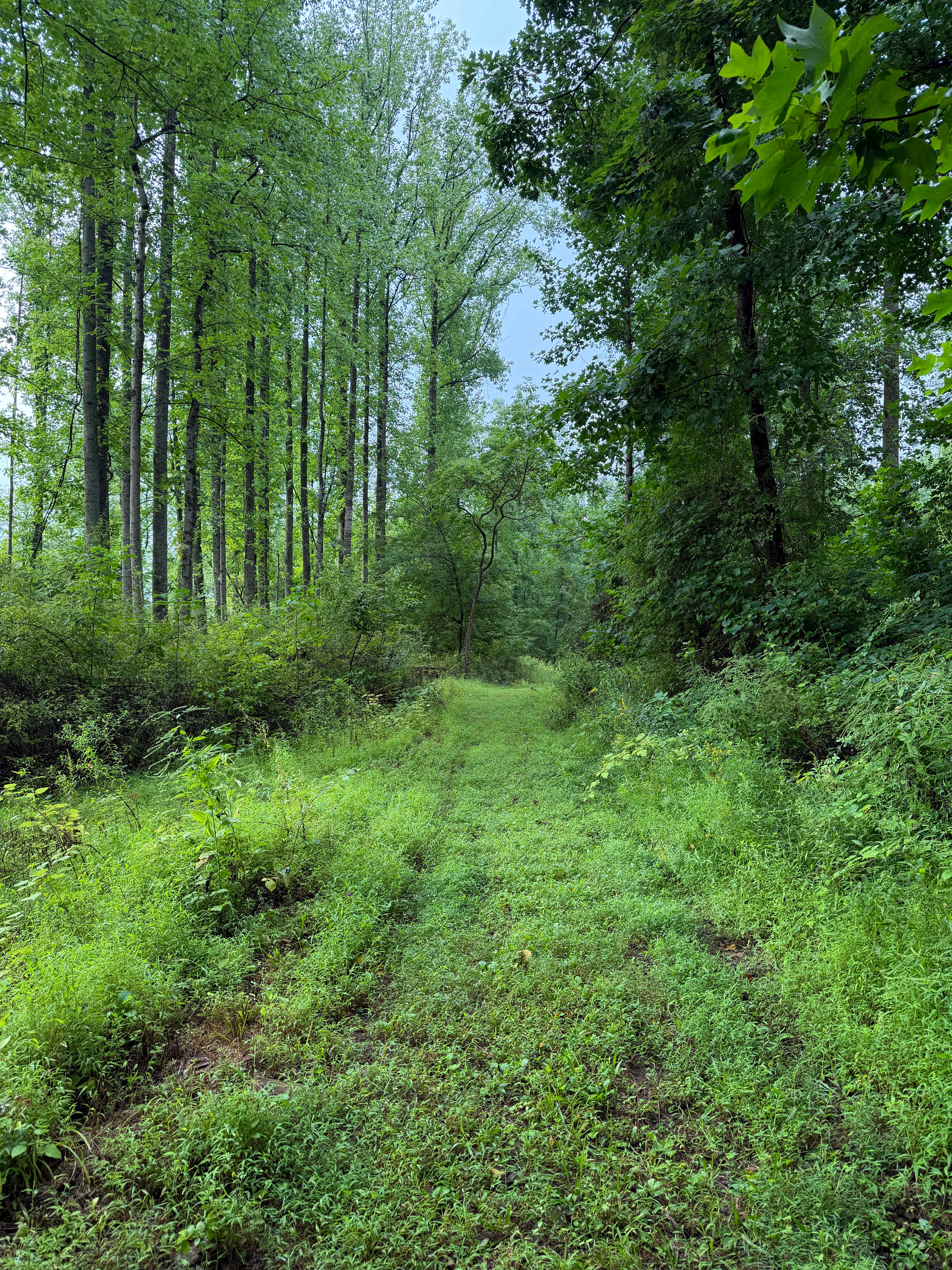 Tohi Woodland Retreat