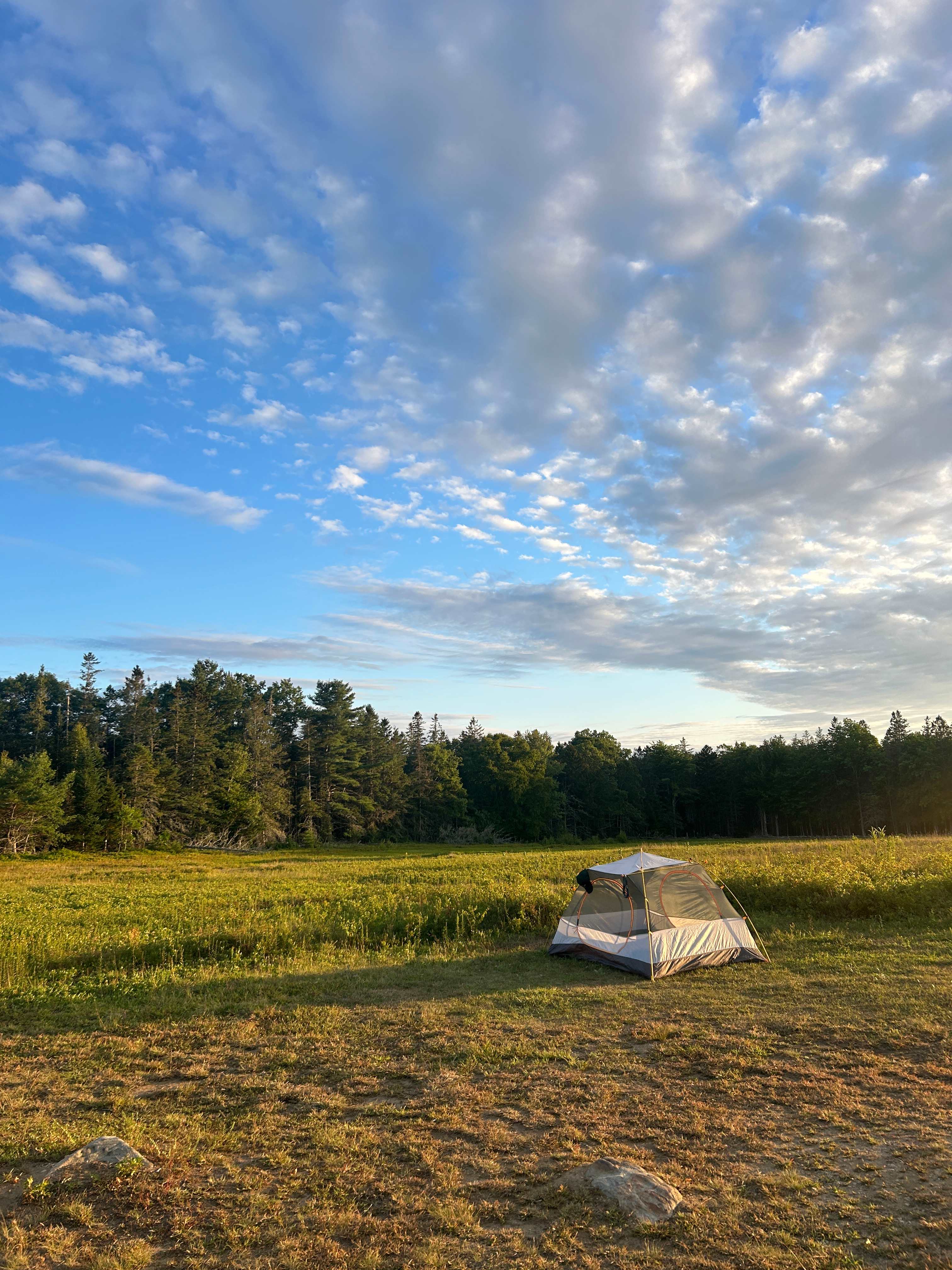 Maine Wild Blueberry Bliss