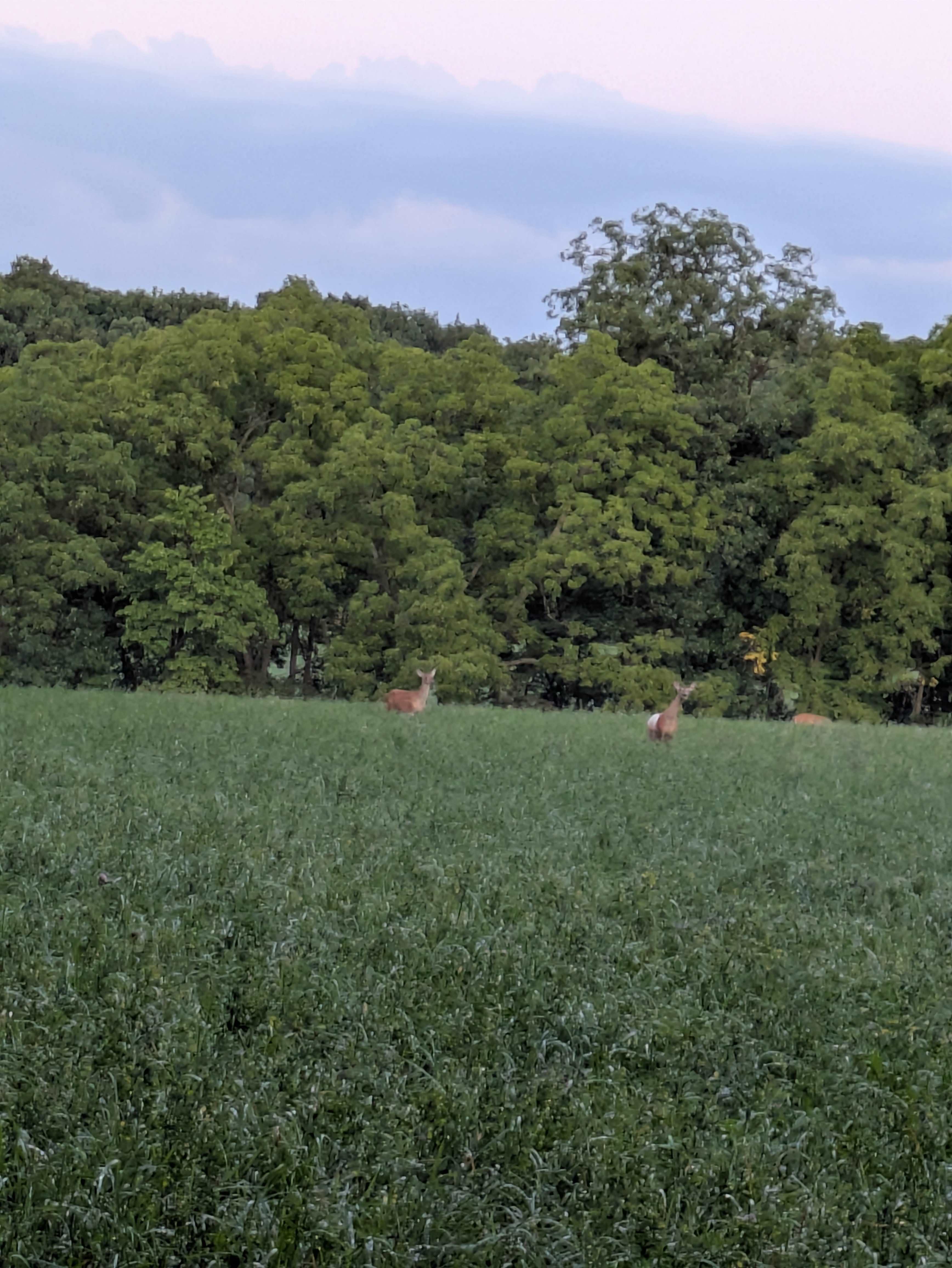 Tails and Trails Horse Farm