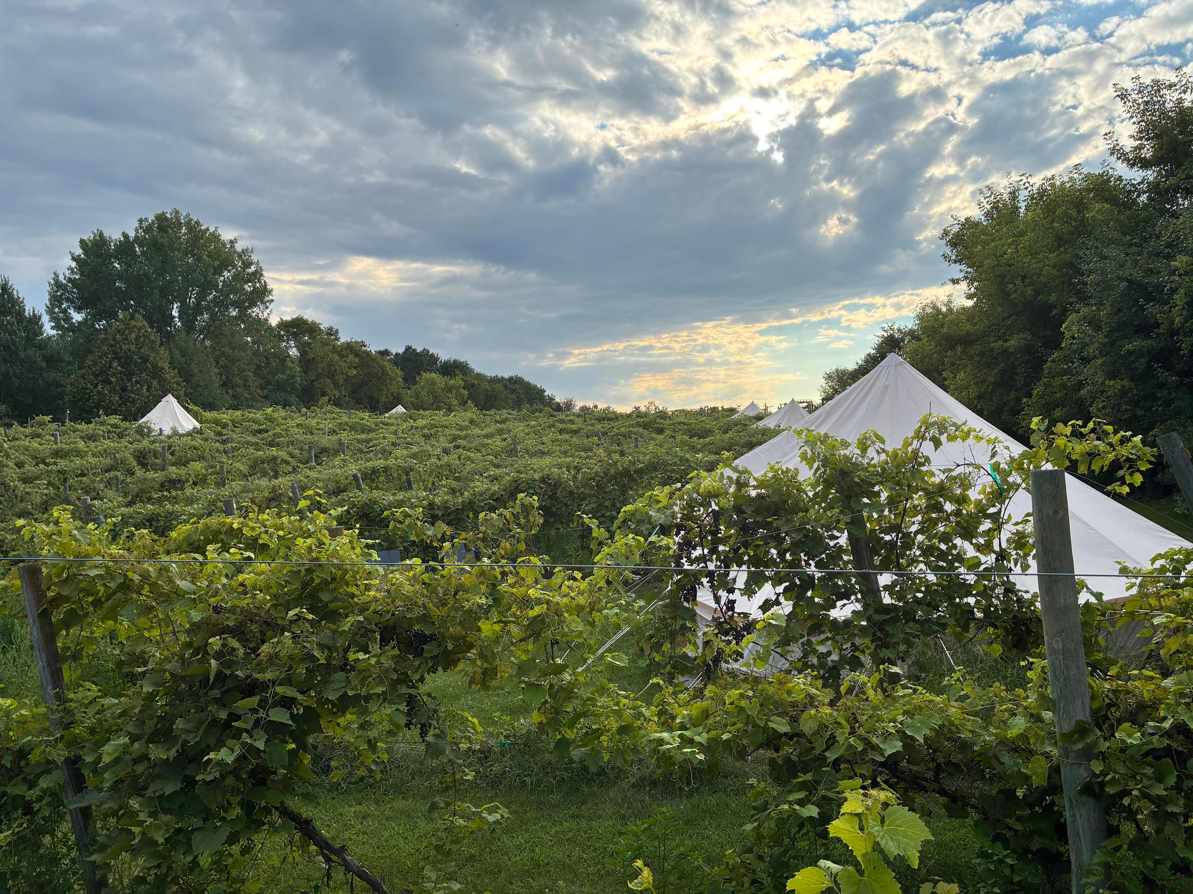 View from Vineyard