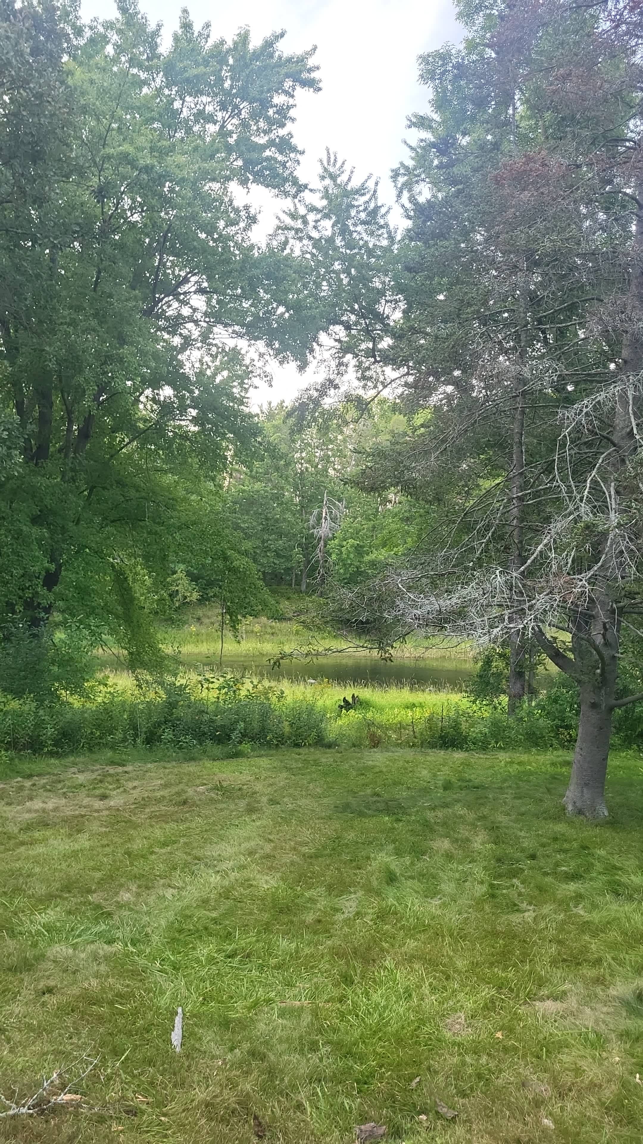 Winding Woods on Pine River