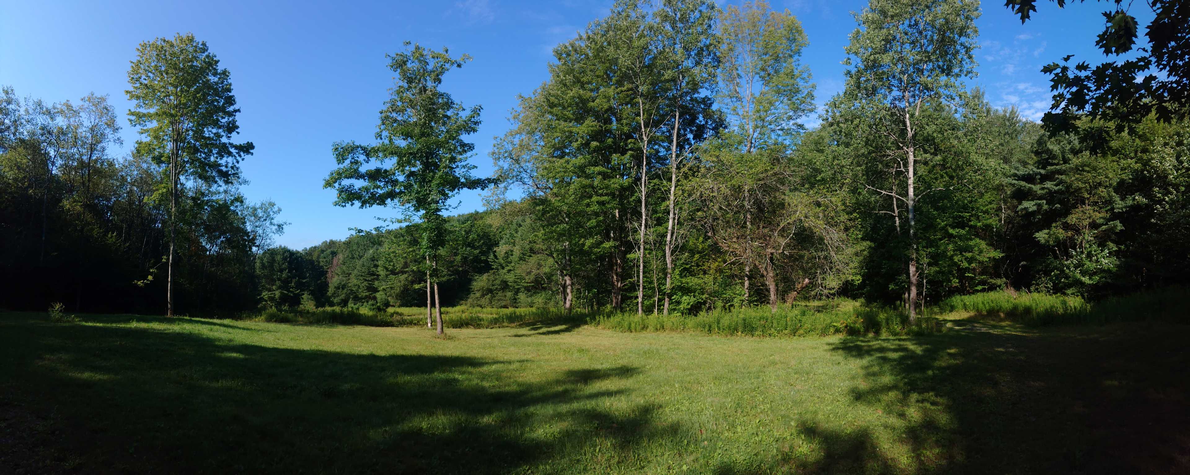 The meadow 