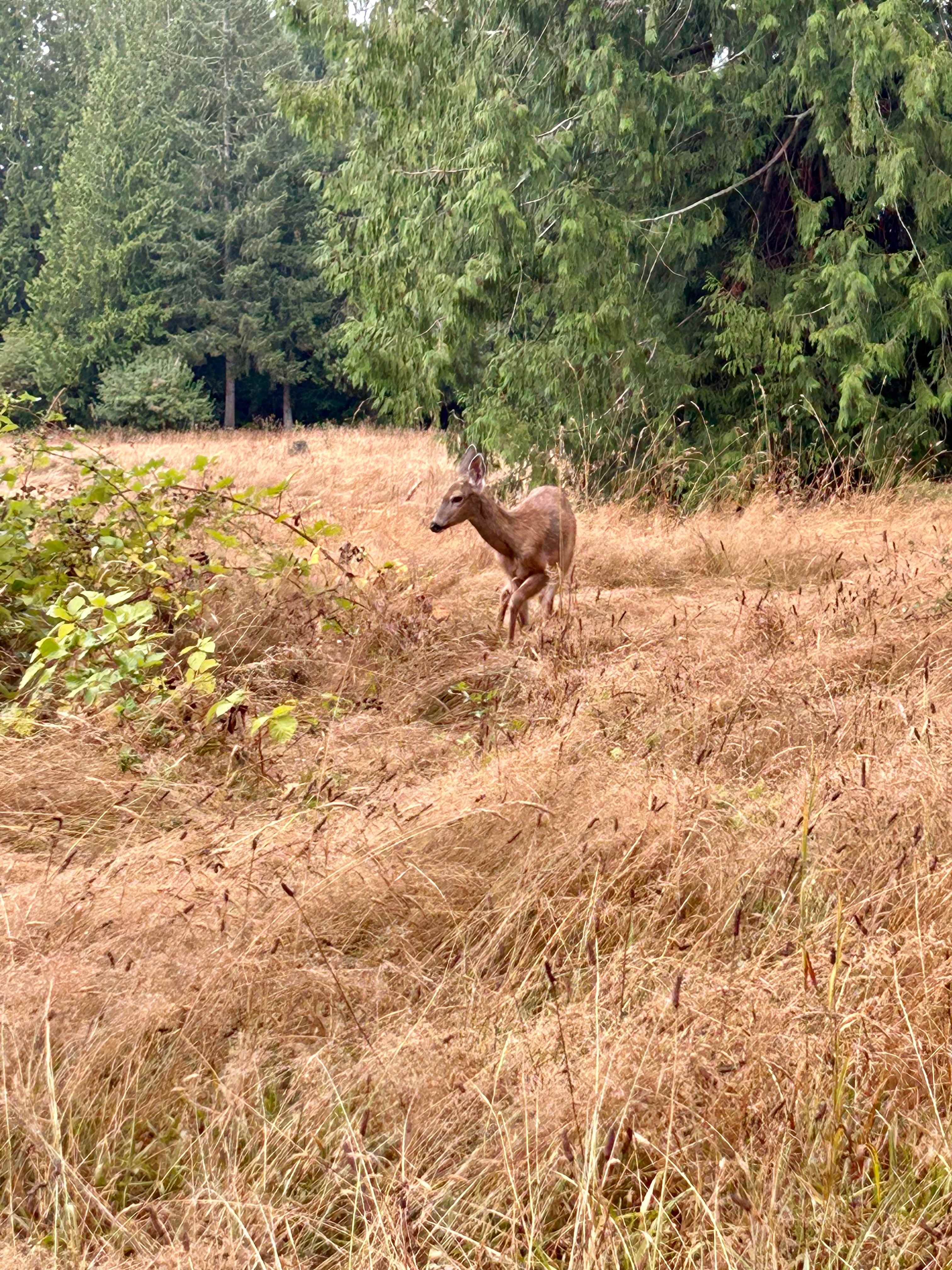 We saw three deer this weekend!