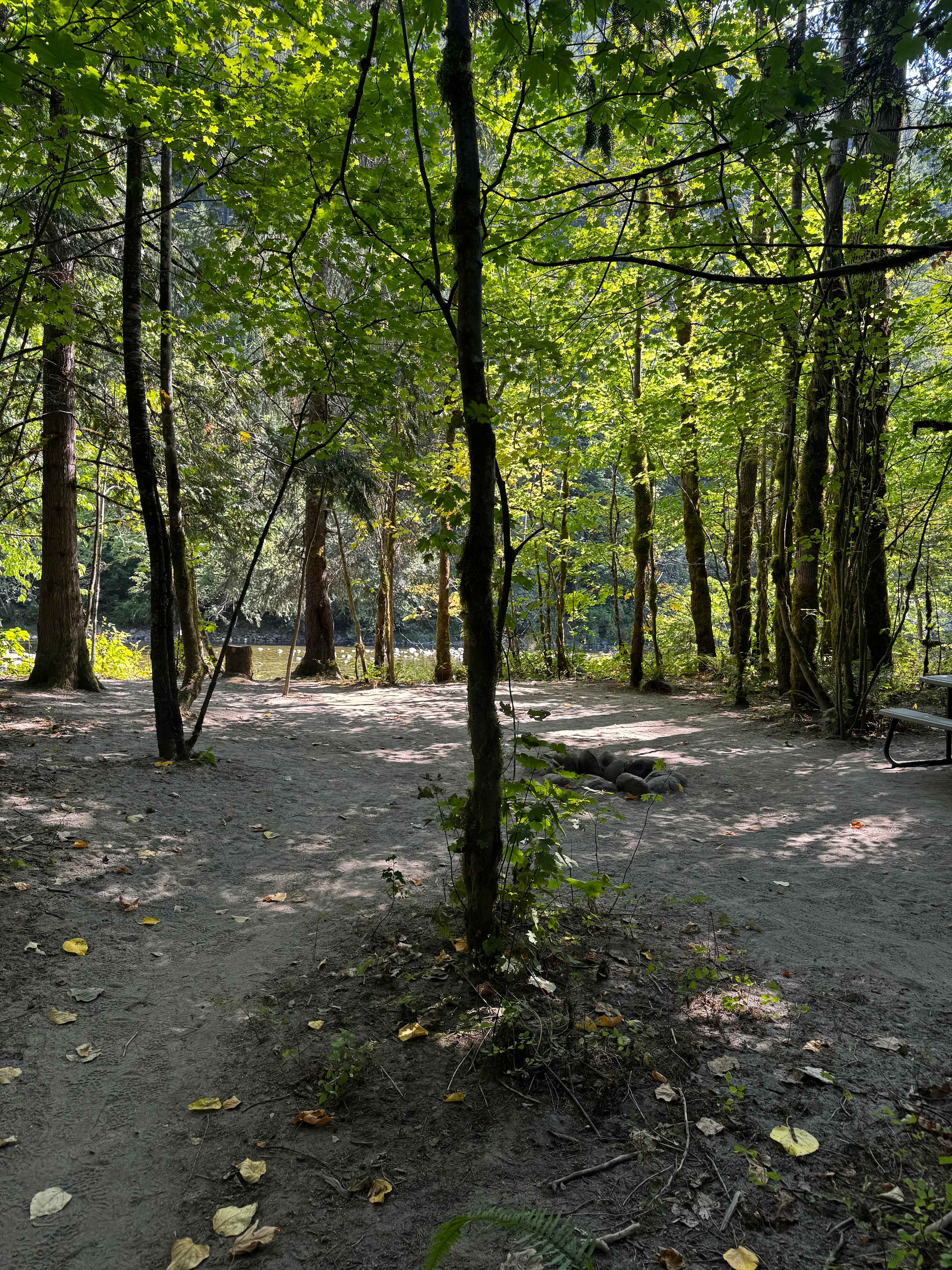 Forested with River Access/Firepit