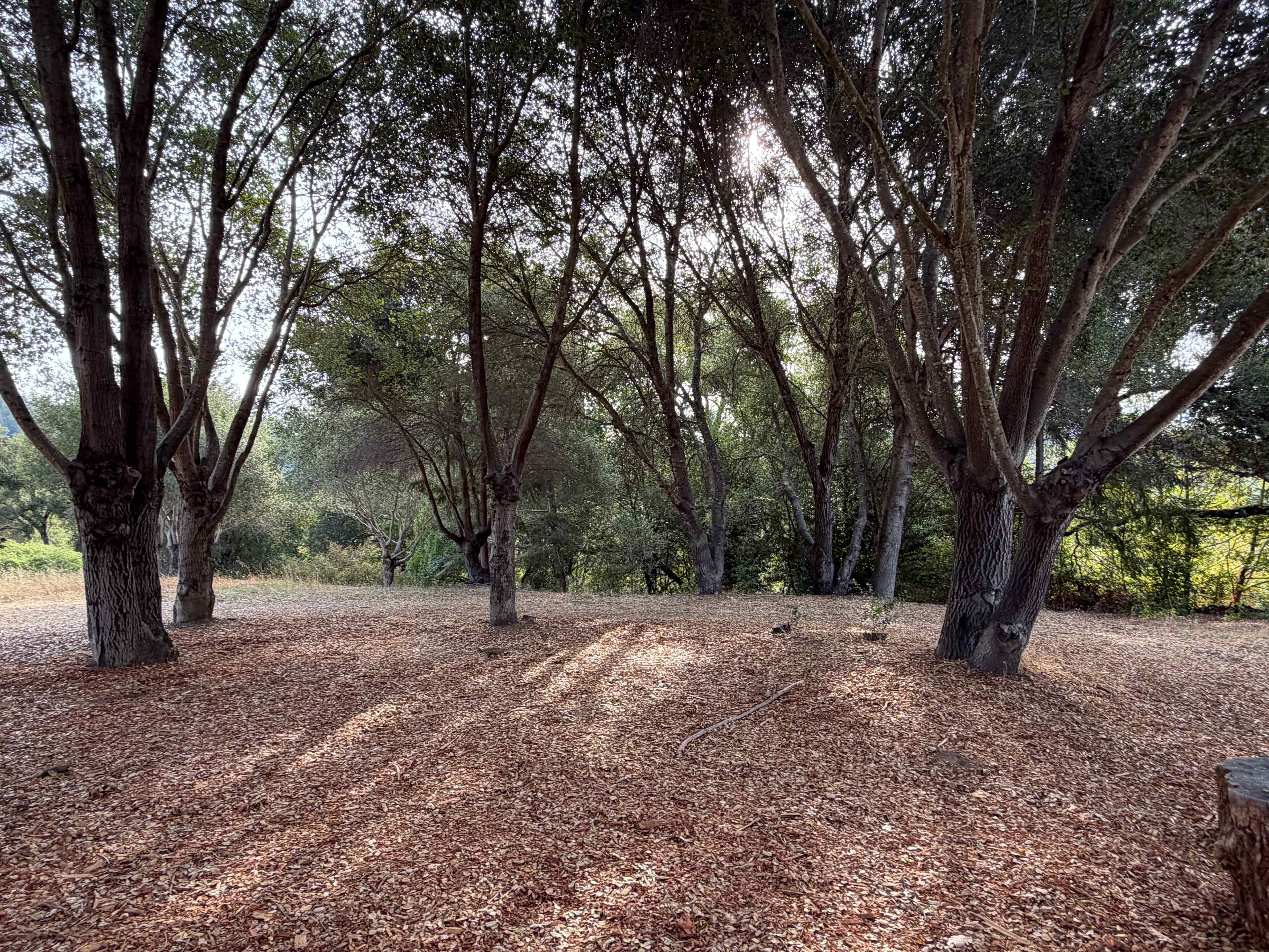 Felton Open Space Camp Sites