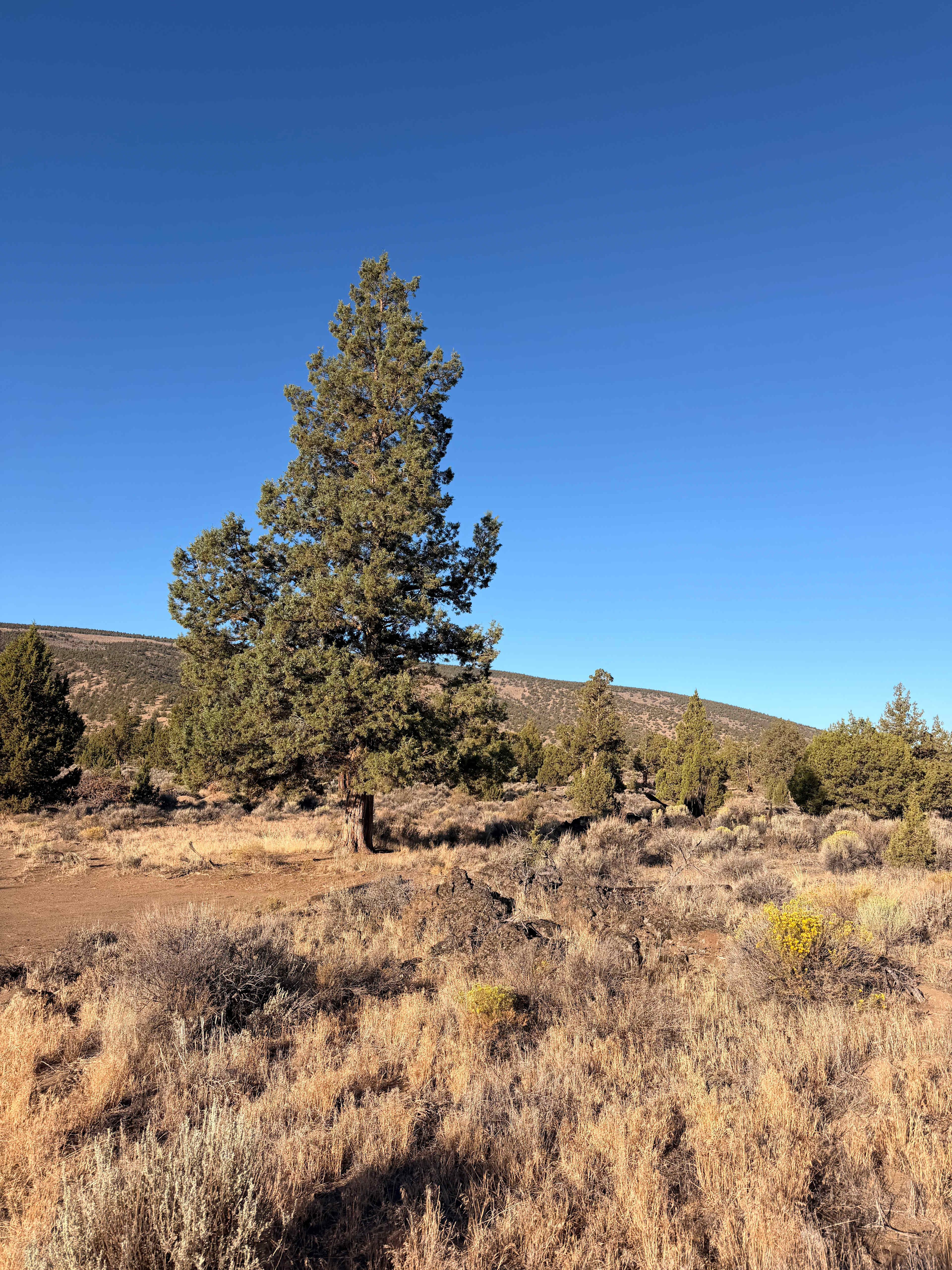 Sage Ridge