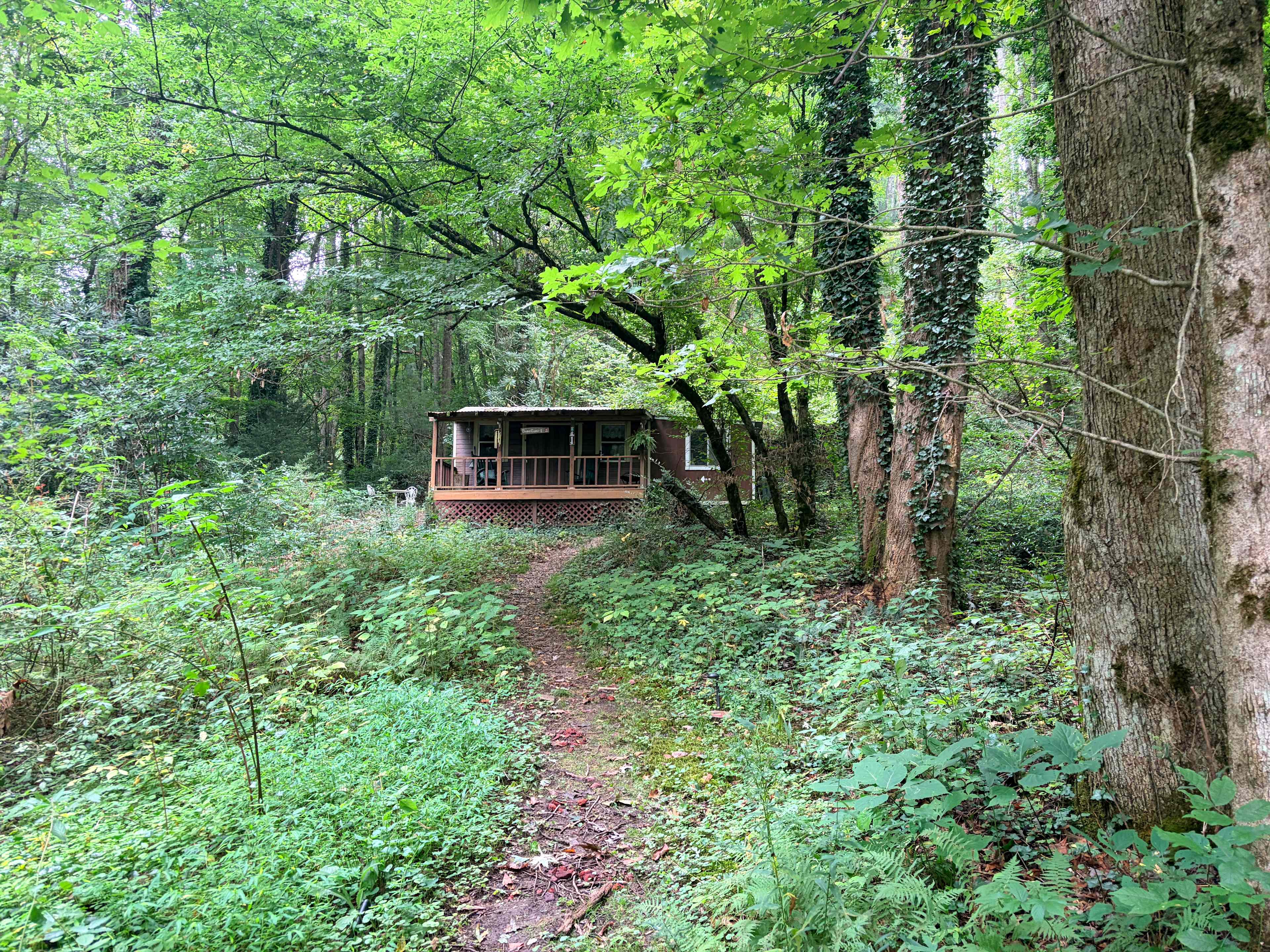 Quiet Forest On The Creek