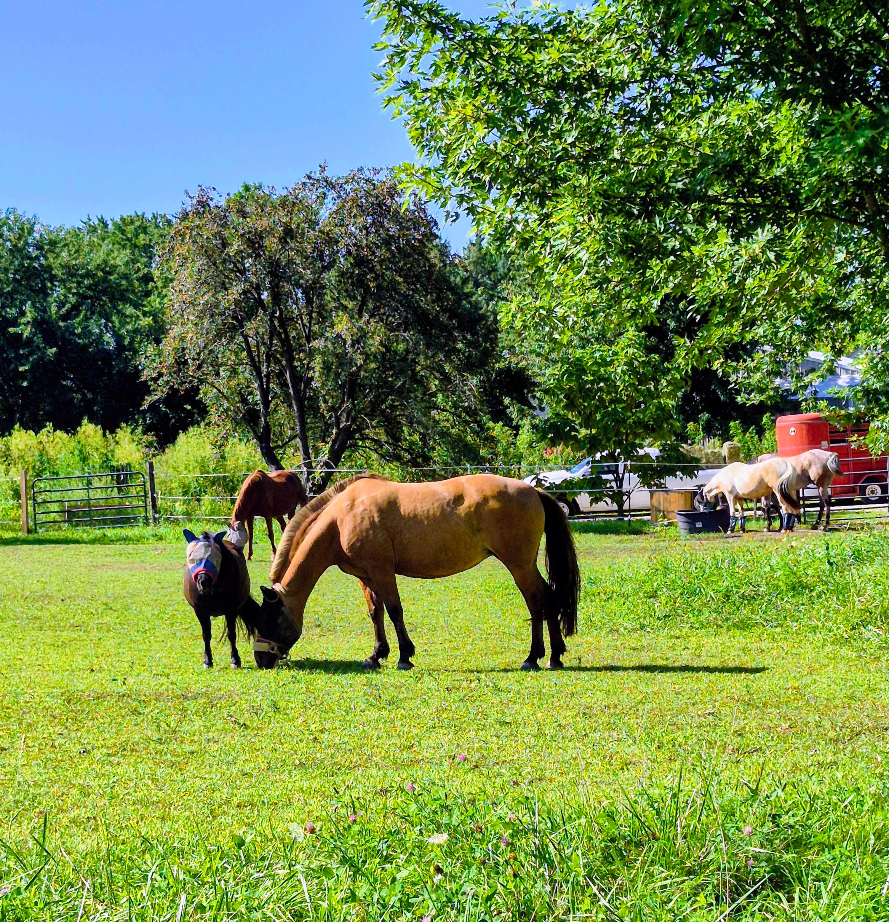 Walnut Woods Farm
