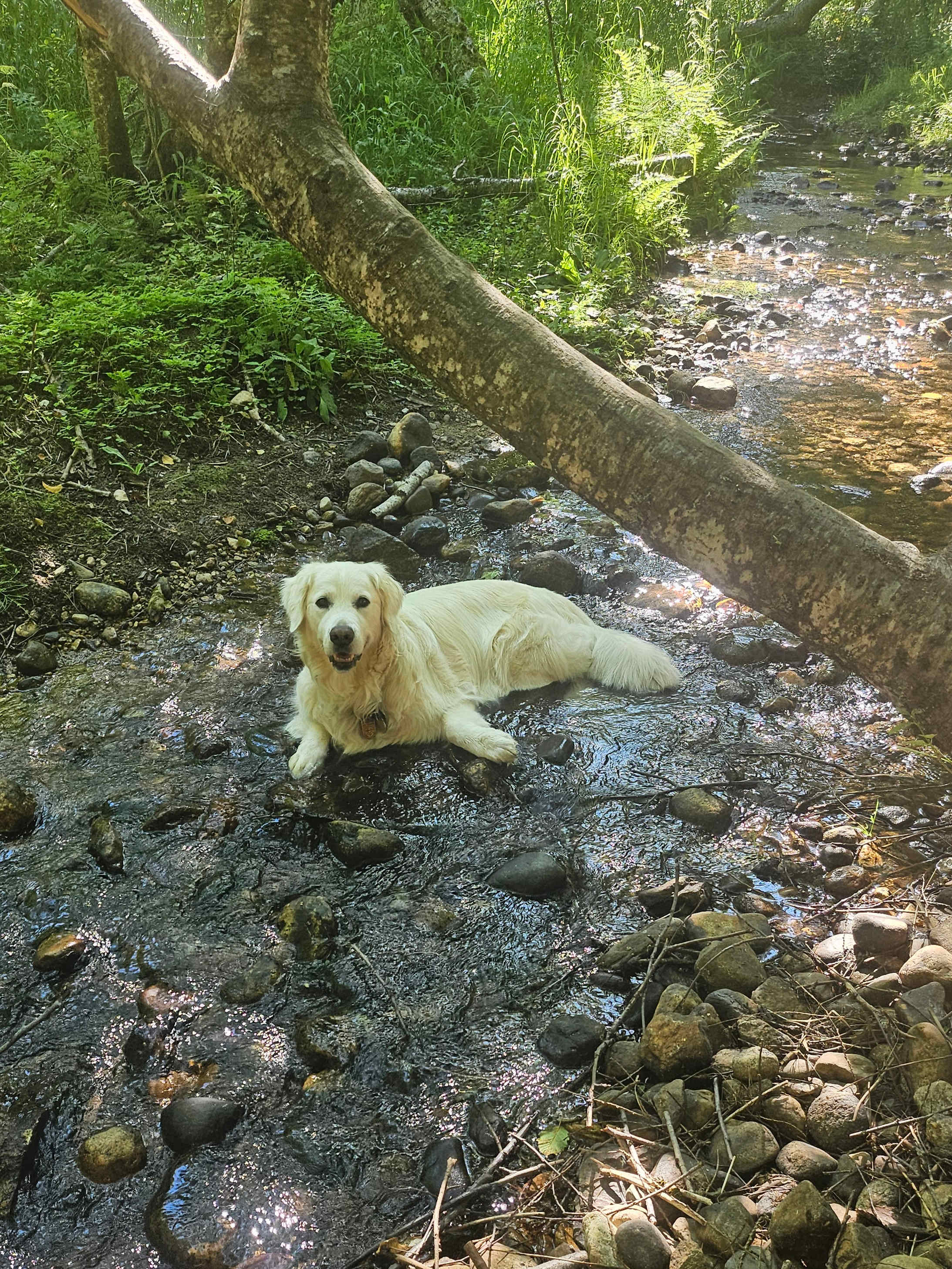 Turnipseed Creek Campsites