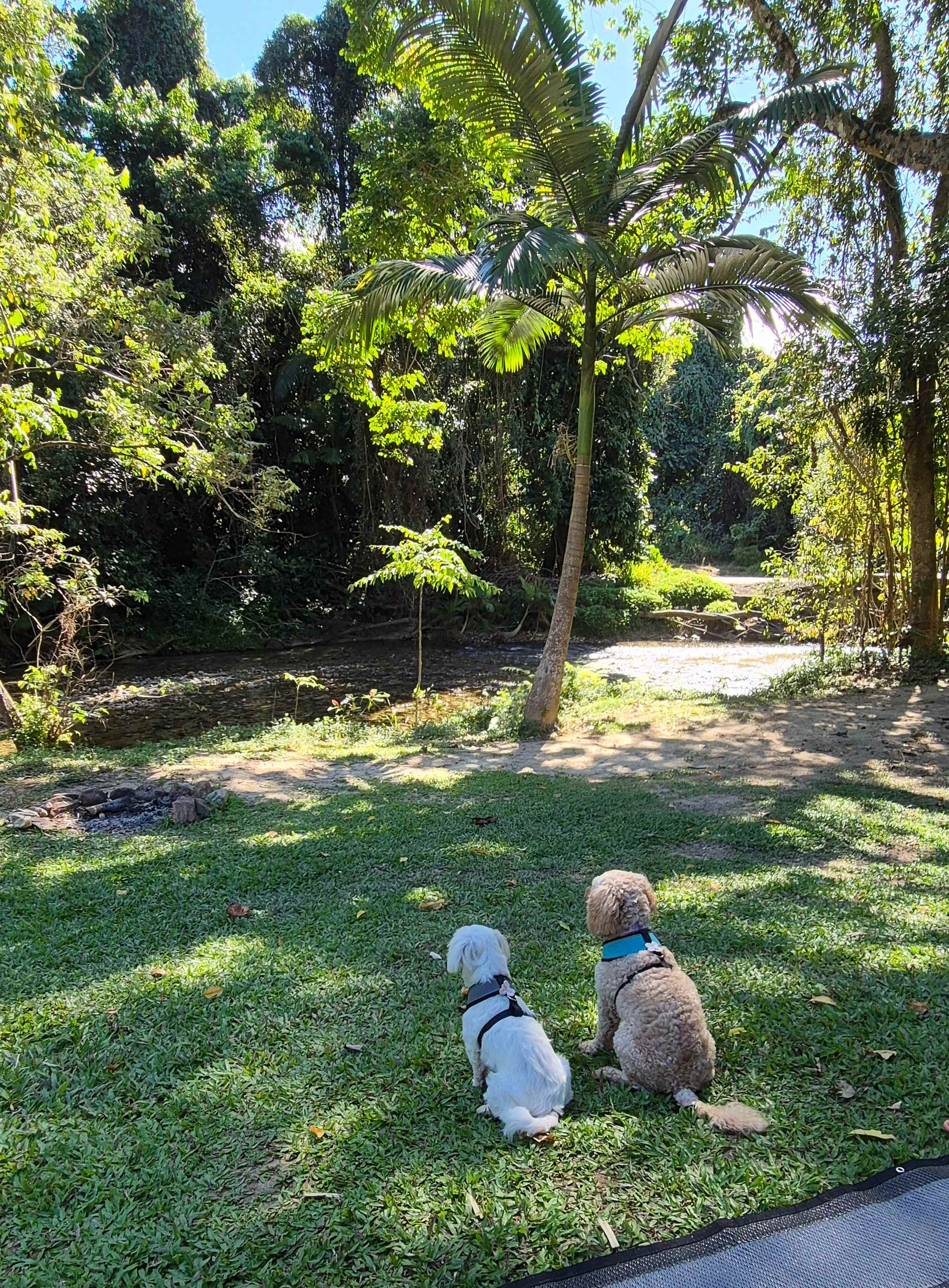 Puppies loved the view