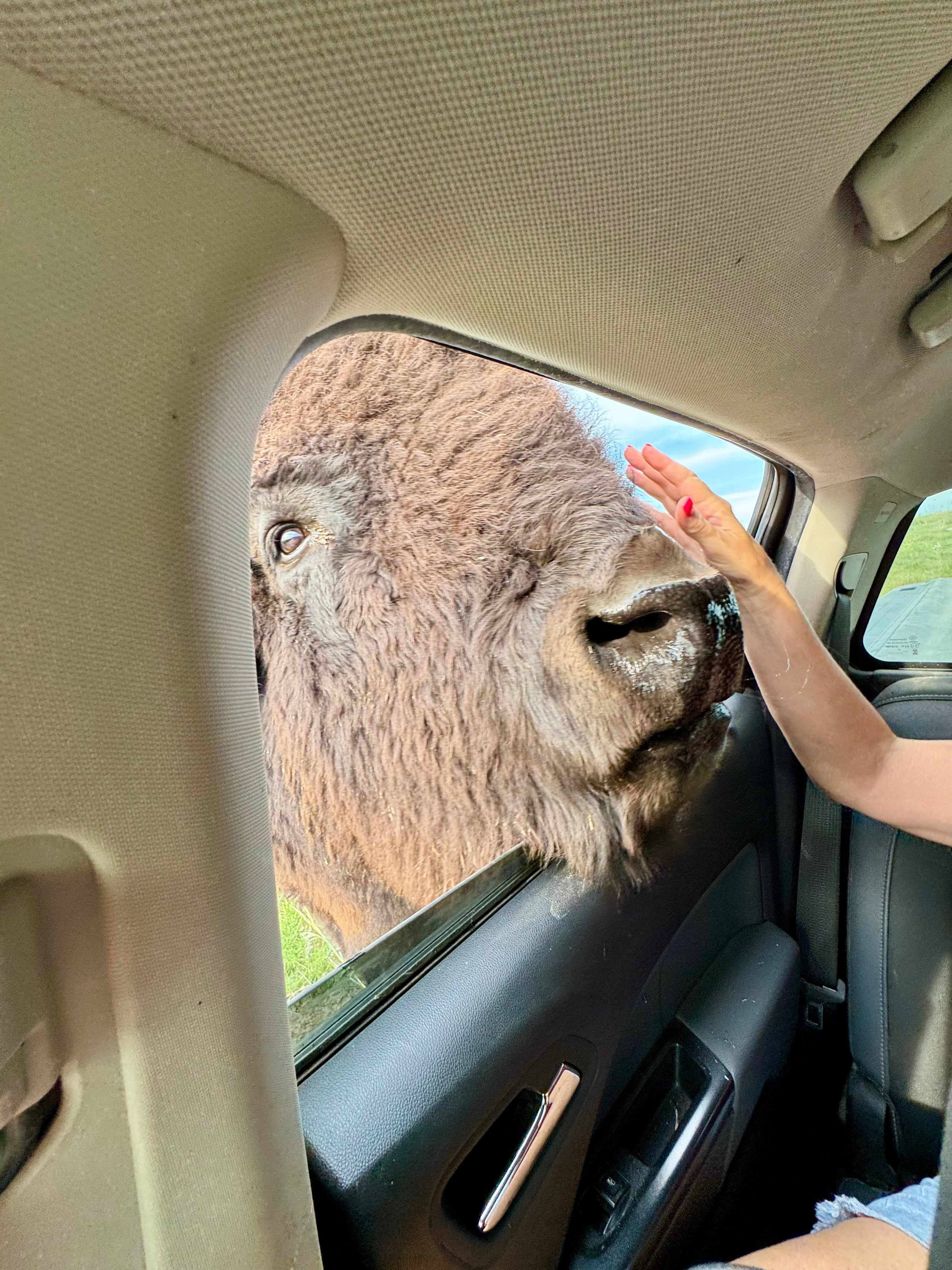 Ole #10 getting some treats and some head pats.