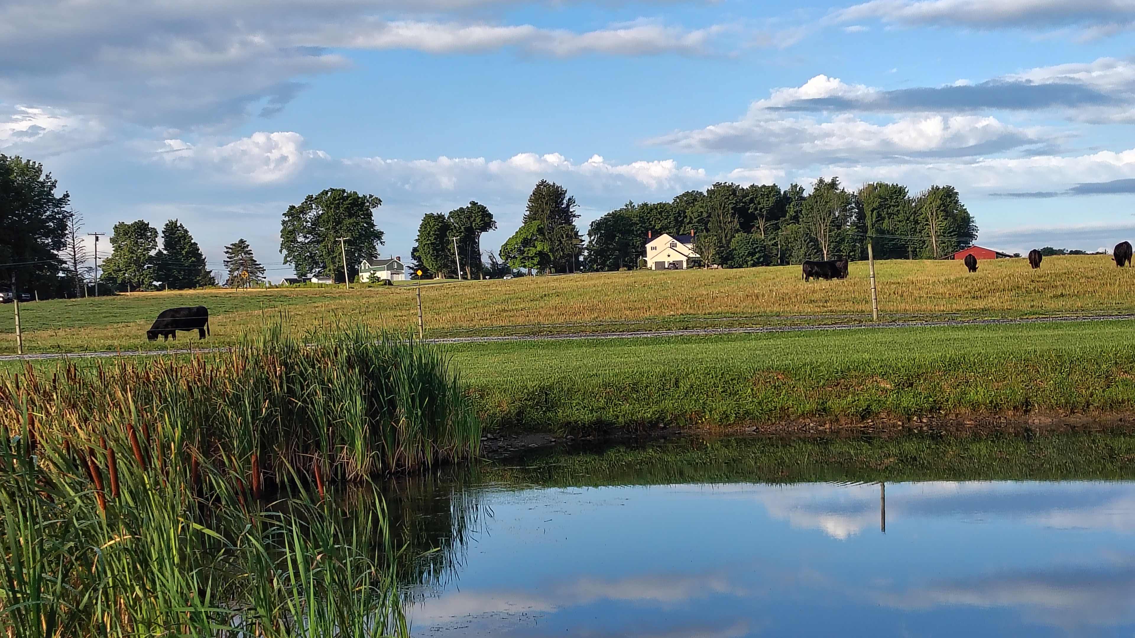 Tilden Hill Farm