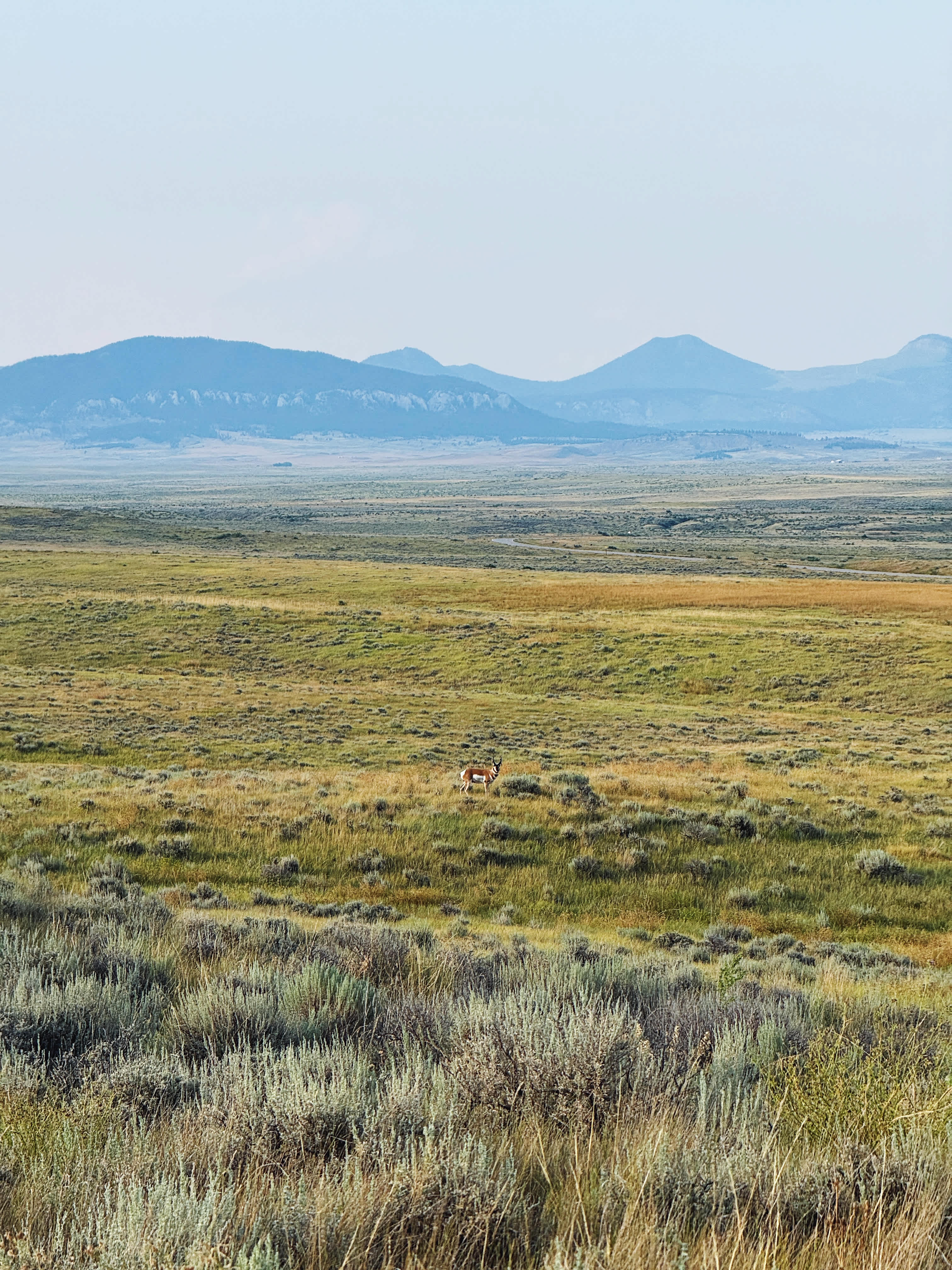 Pronghorn along the interpretive trail