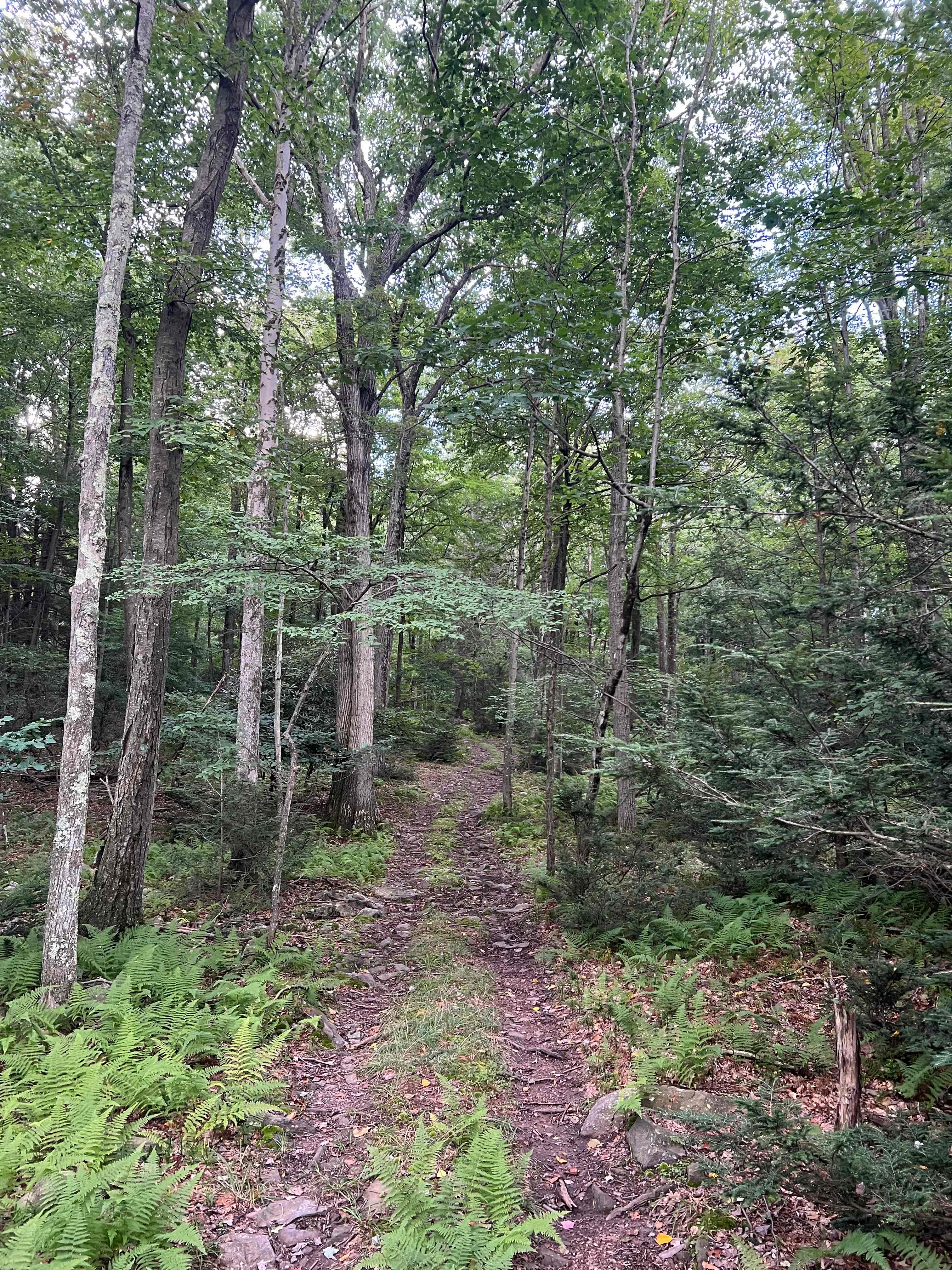hiking trail across from shed 