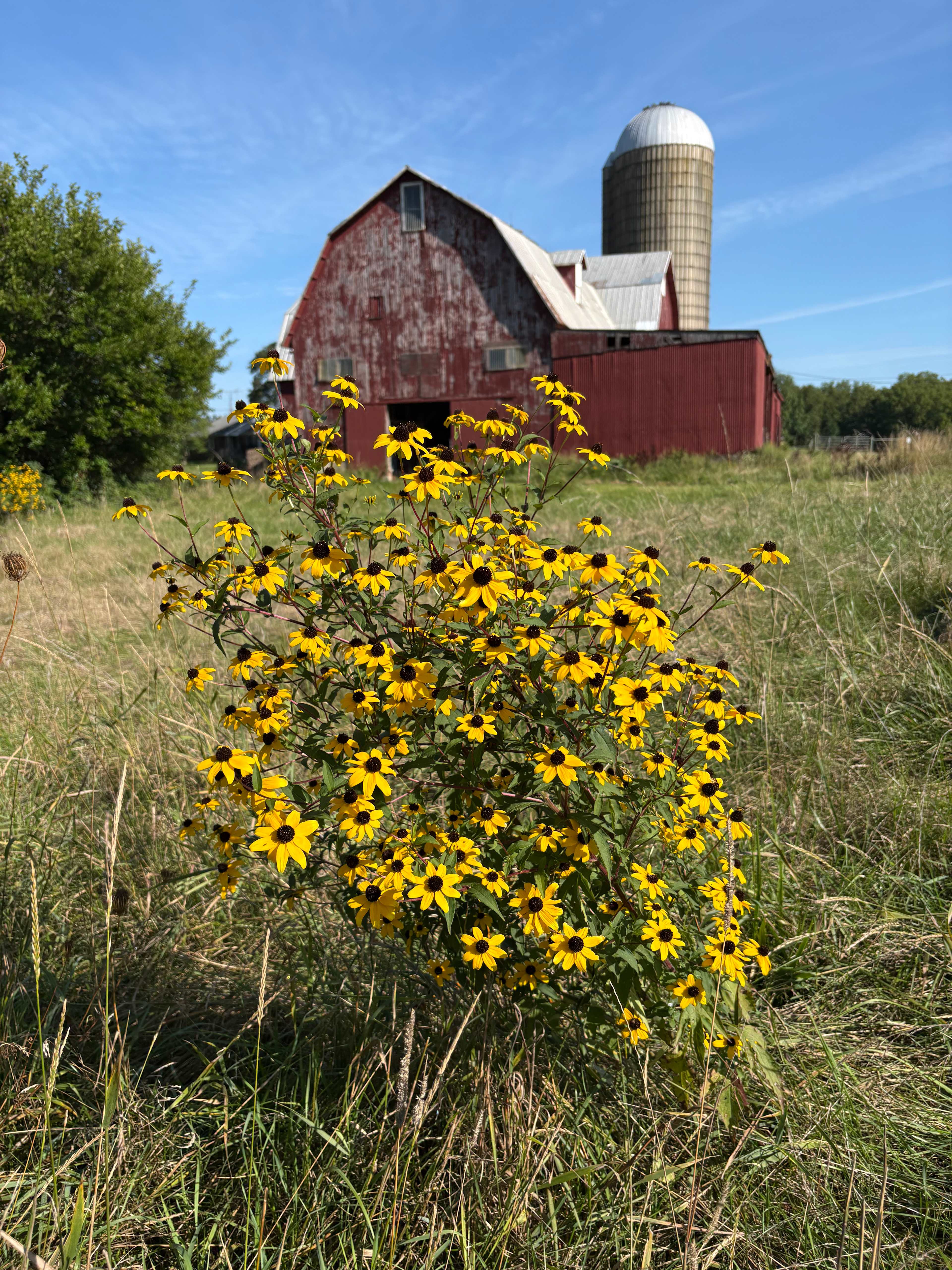 Bracy Gold Bison Ranch