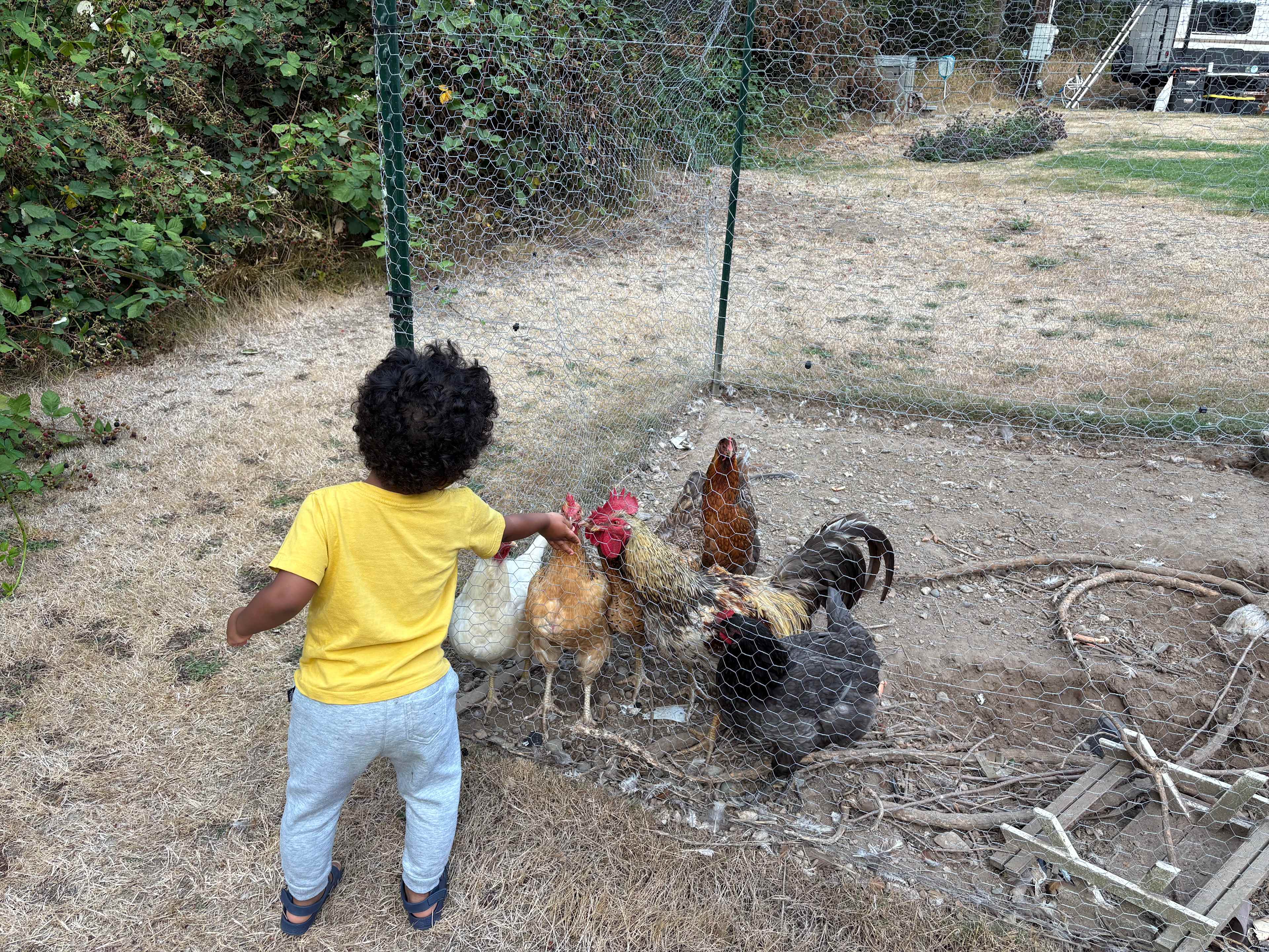 Blackberries and chickens!