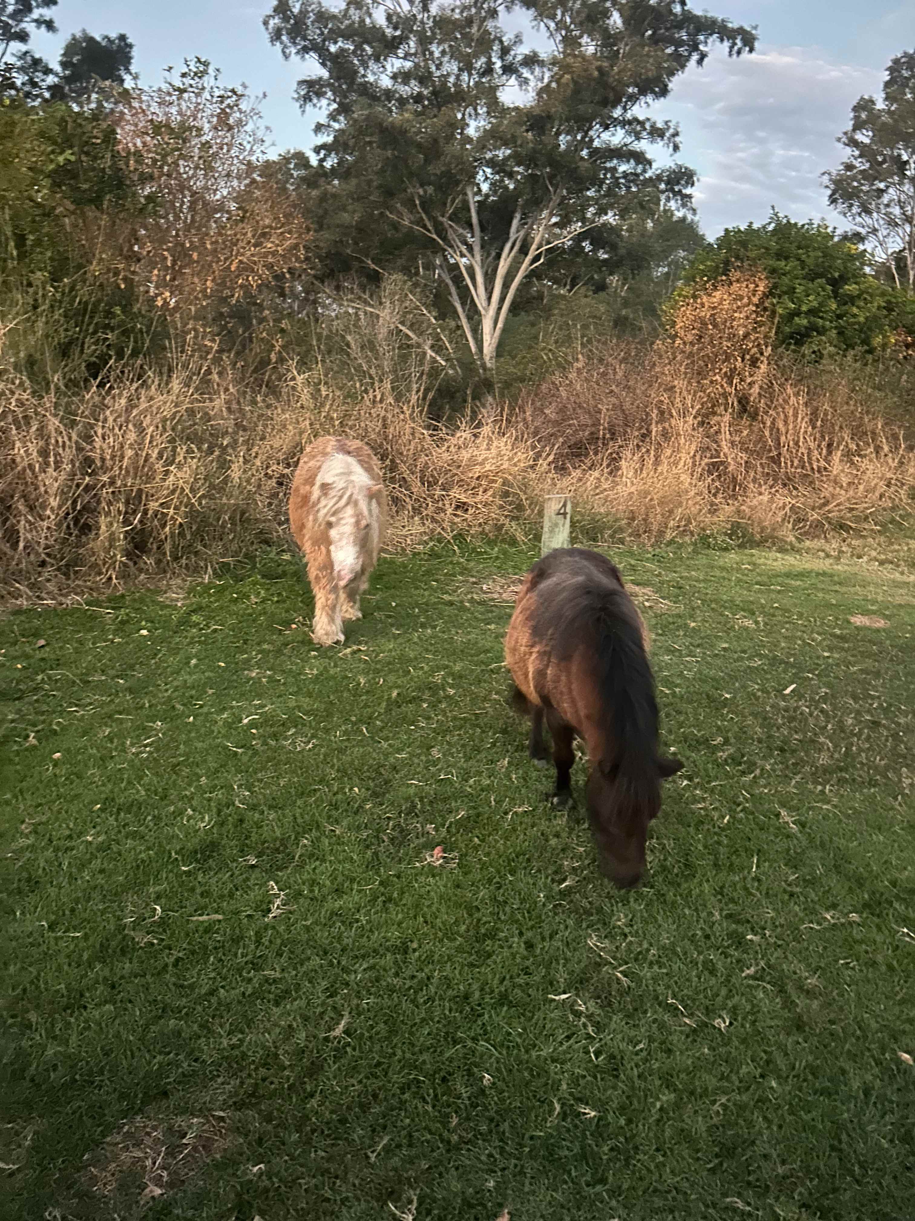 Wandering