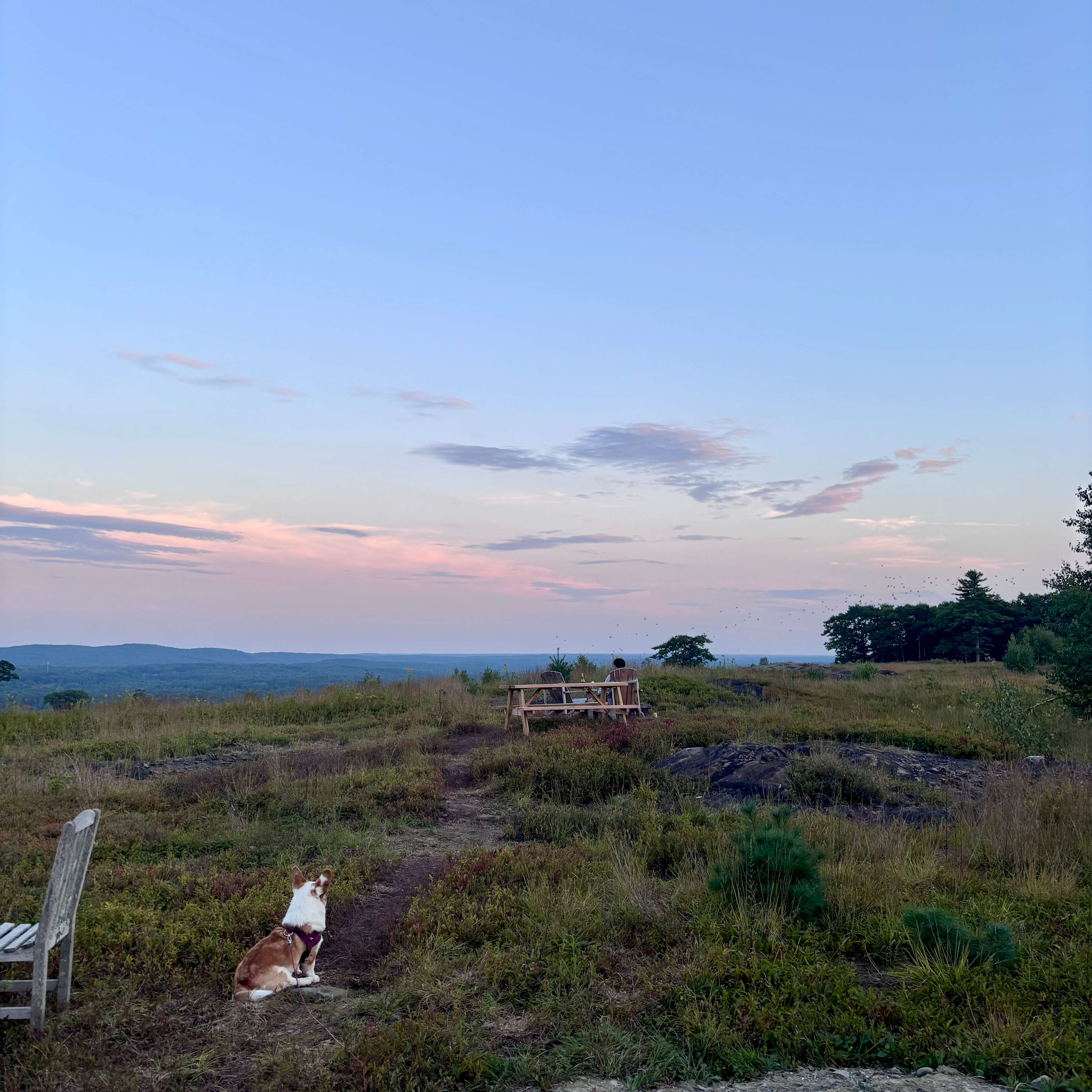 Magnificent View Blueberry Hilltop