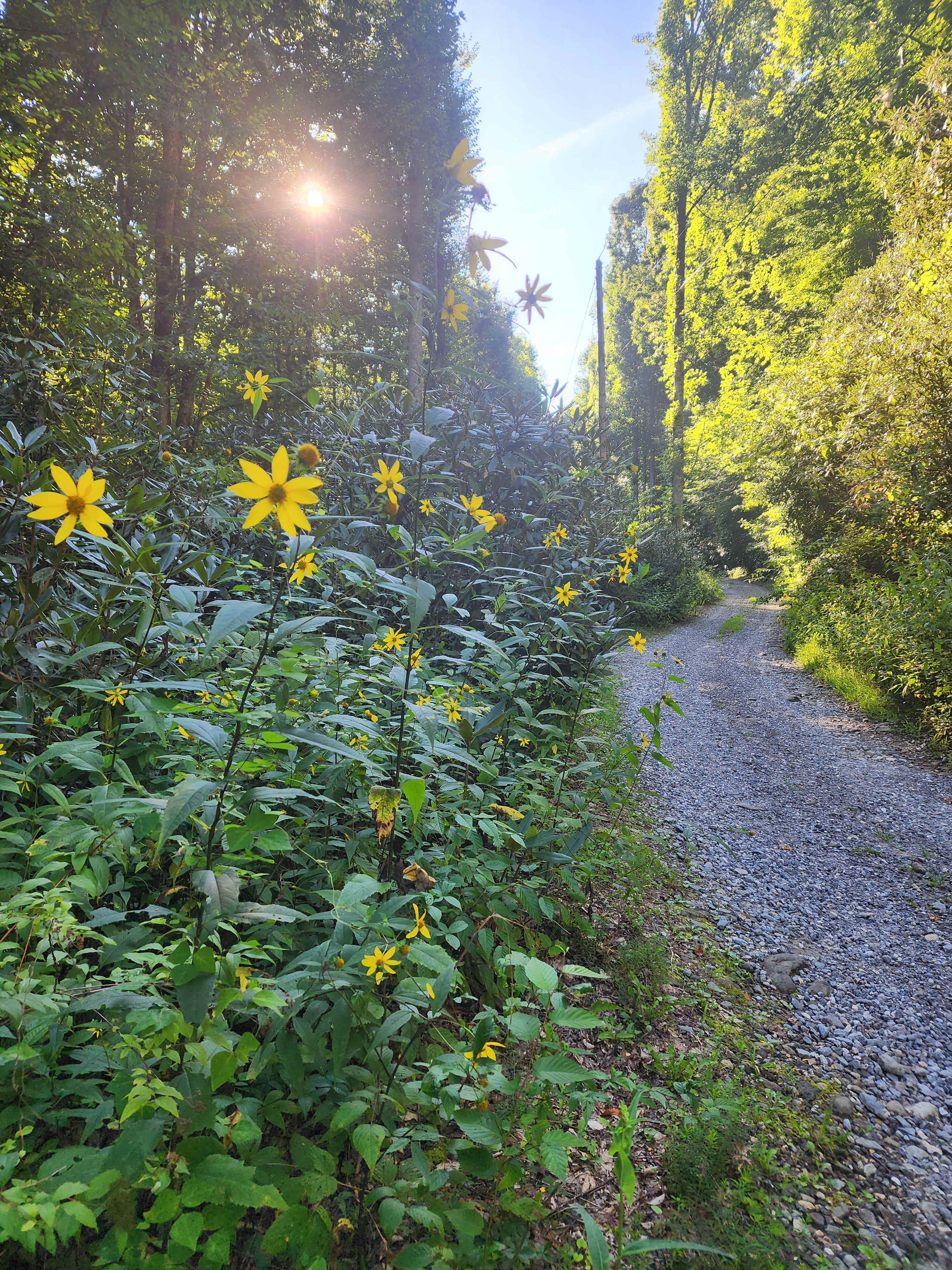Mountain Creek Rest