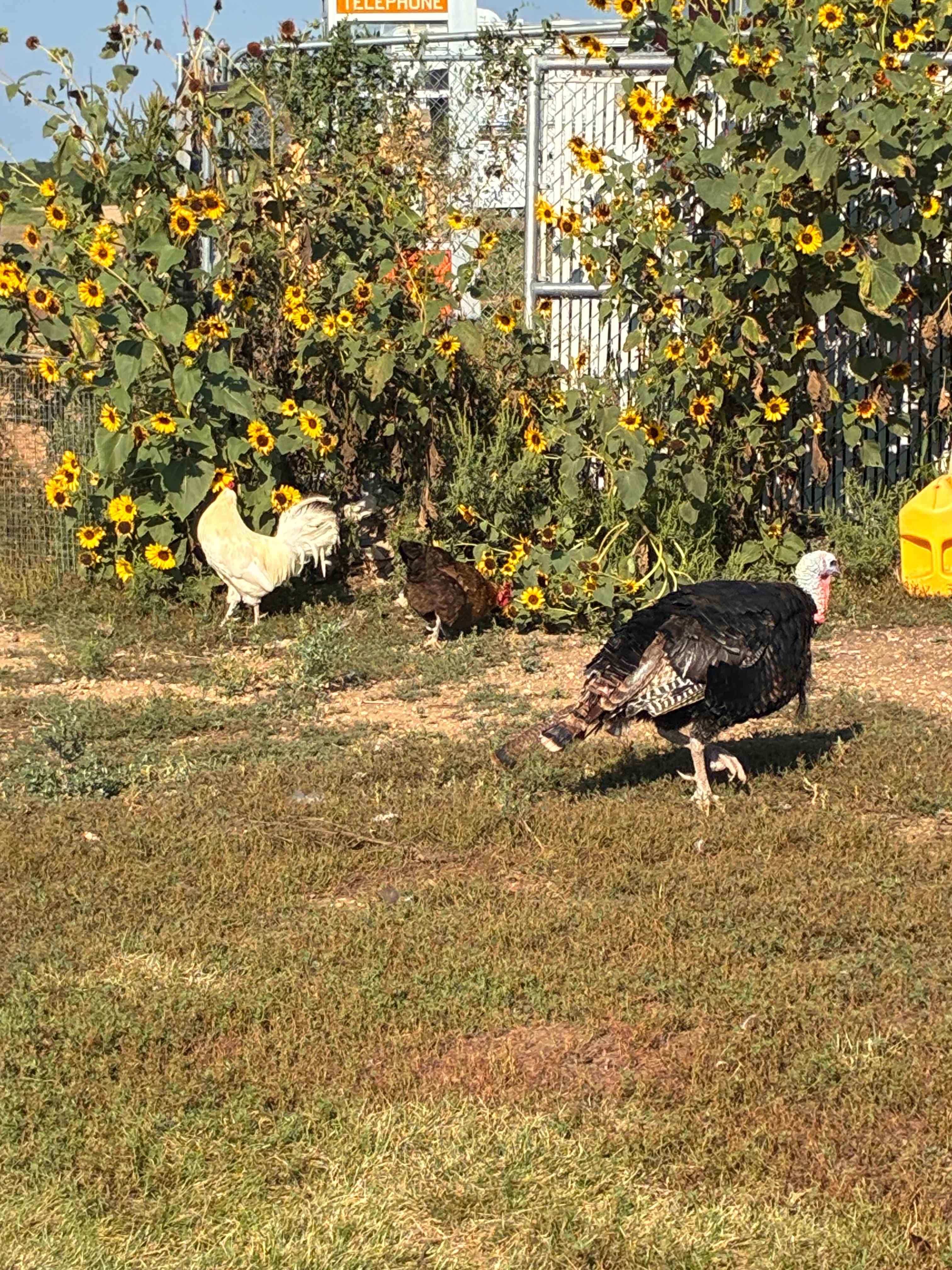 Uncle B's Produce Farm