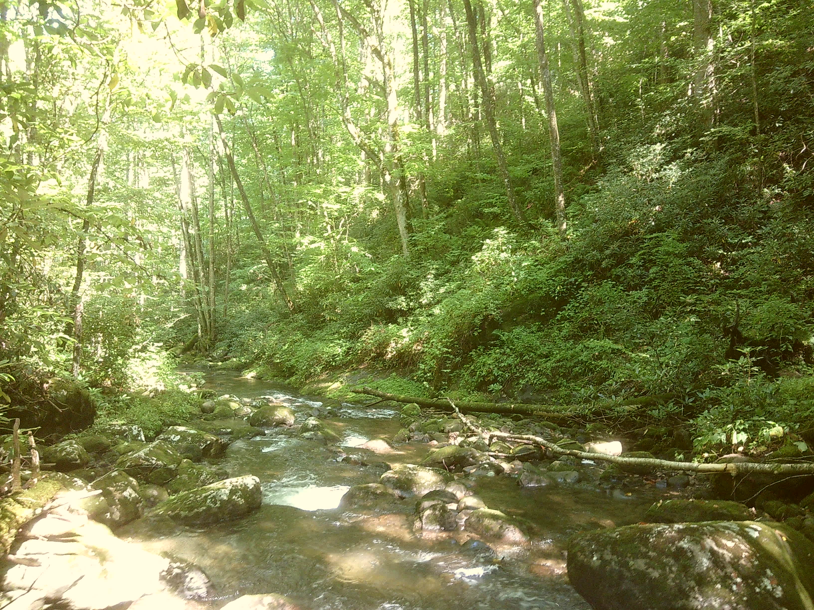 Mountain Creek Rest