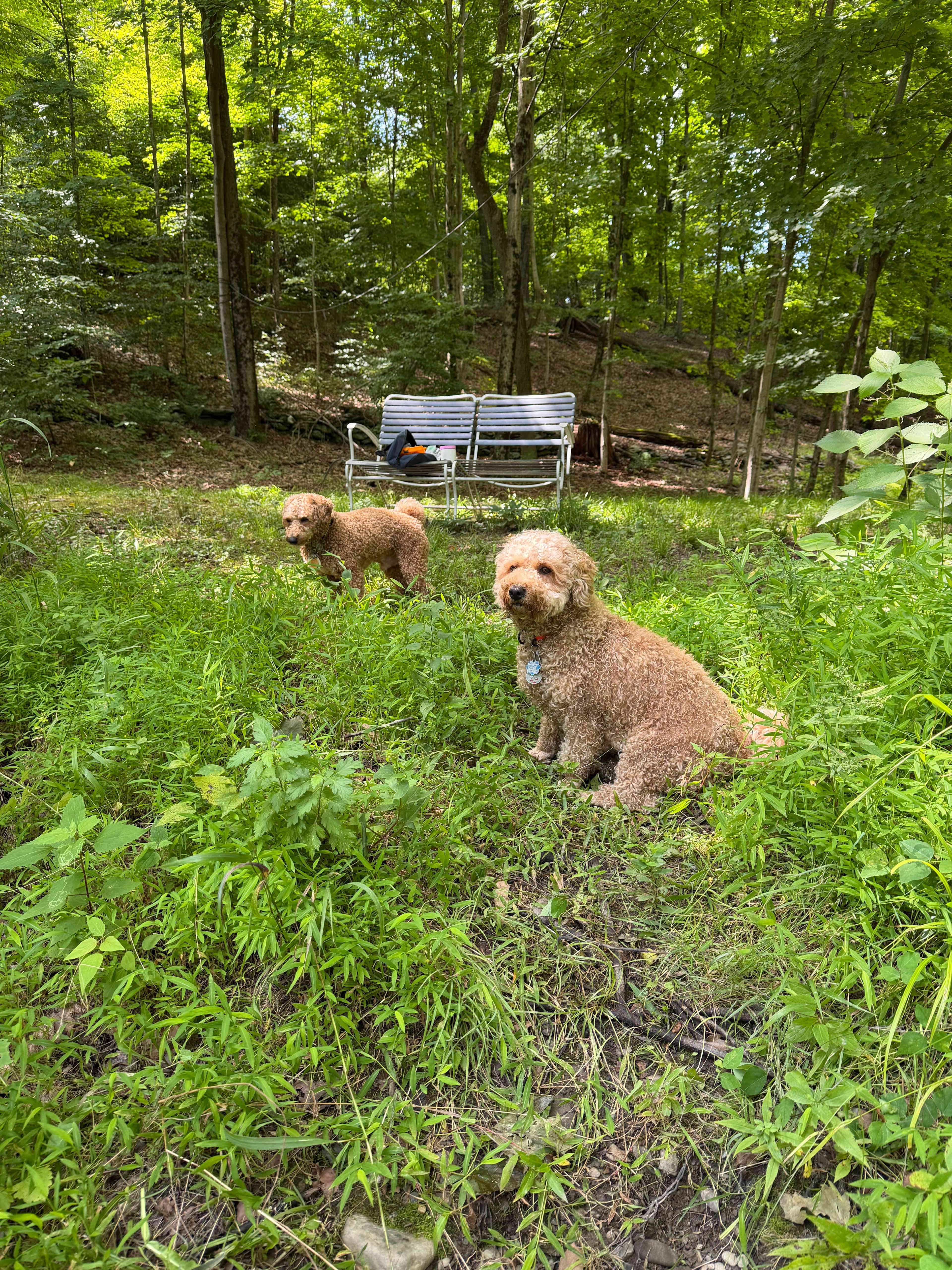 Hucklebuck Railway Campsites