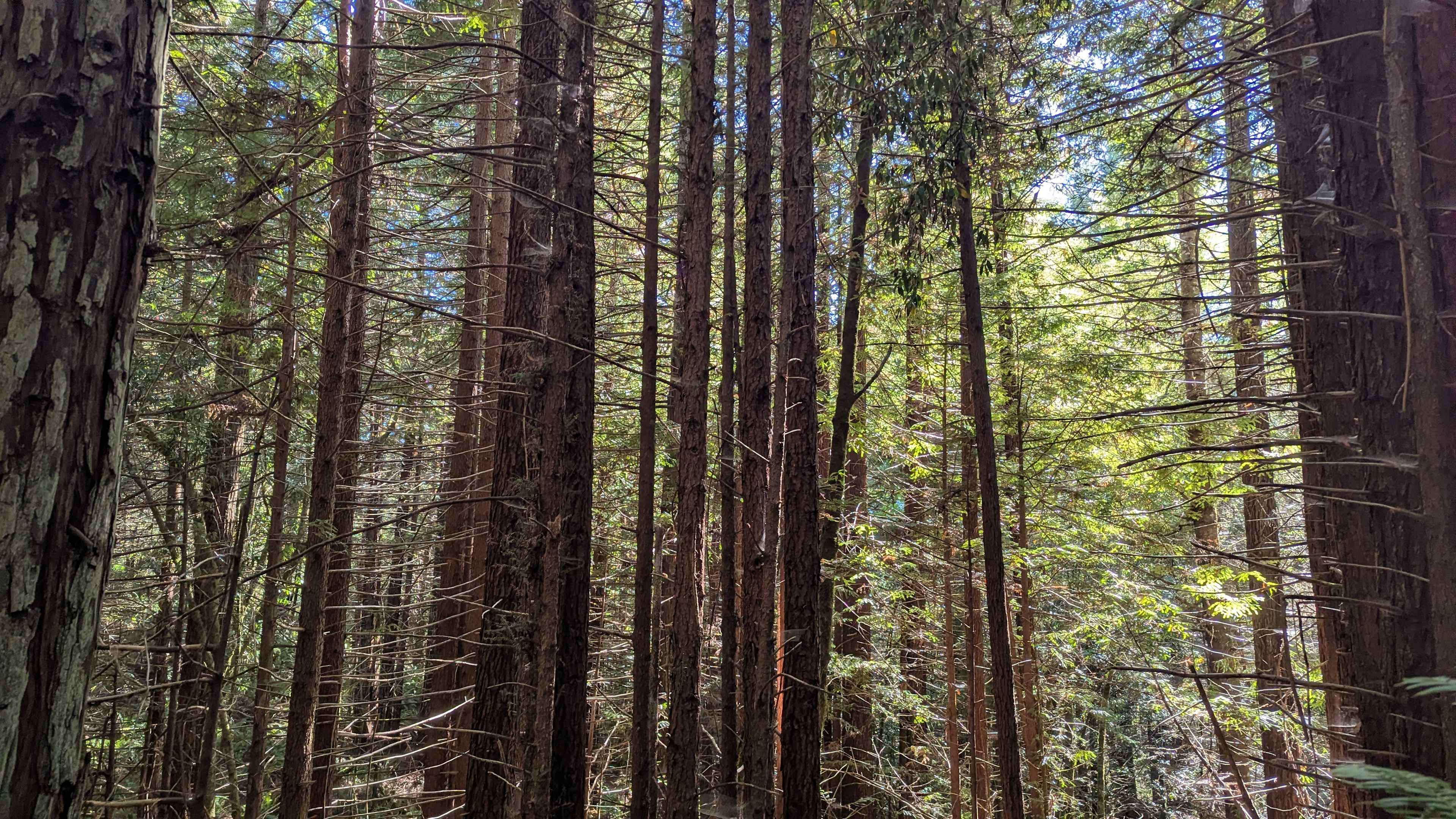 Redwood Forest Retreat