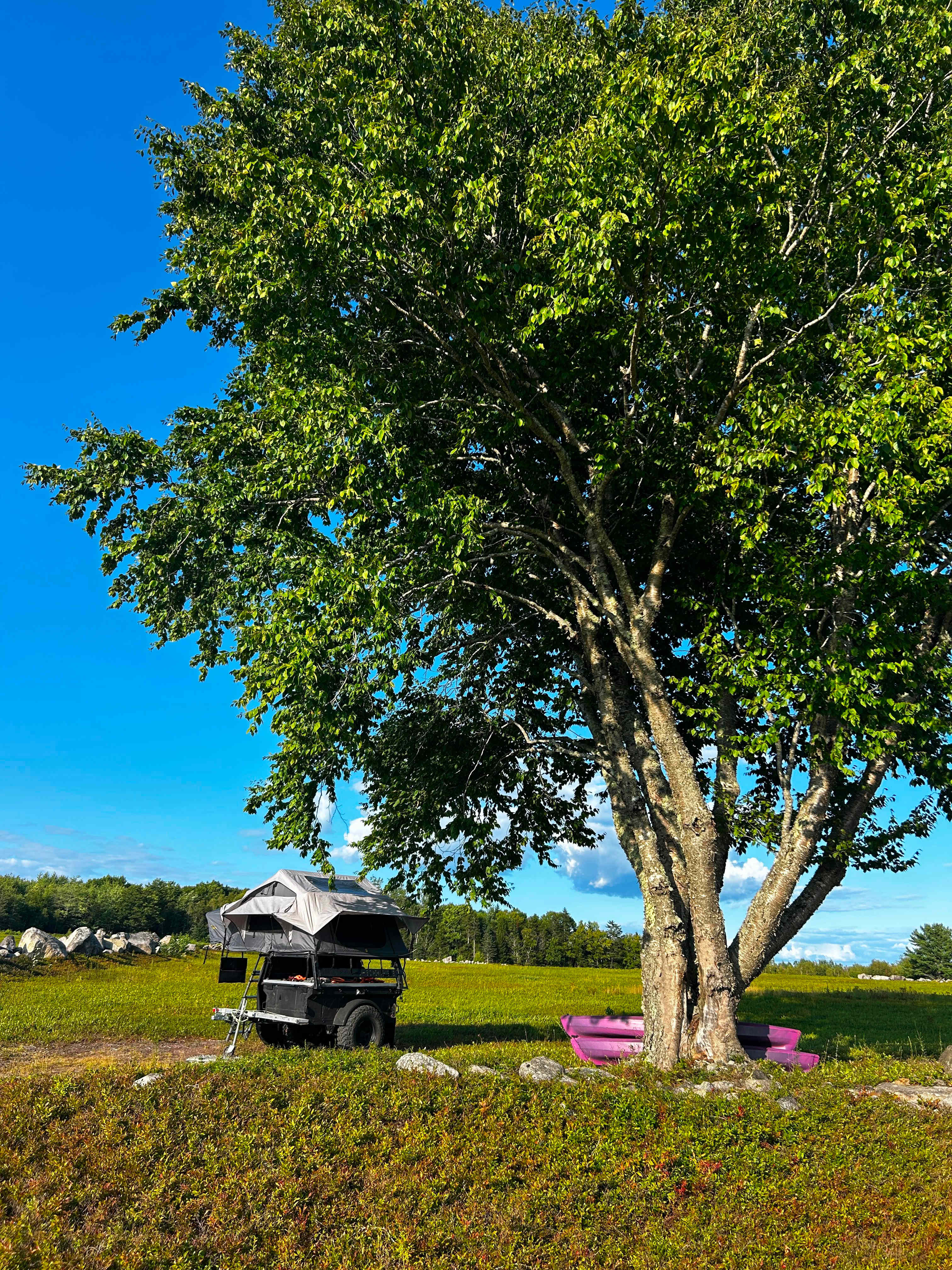 Maine Wild Blueberry Bliss