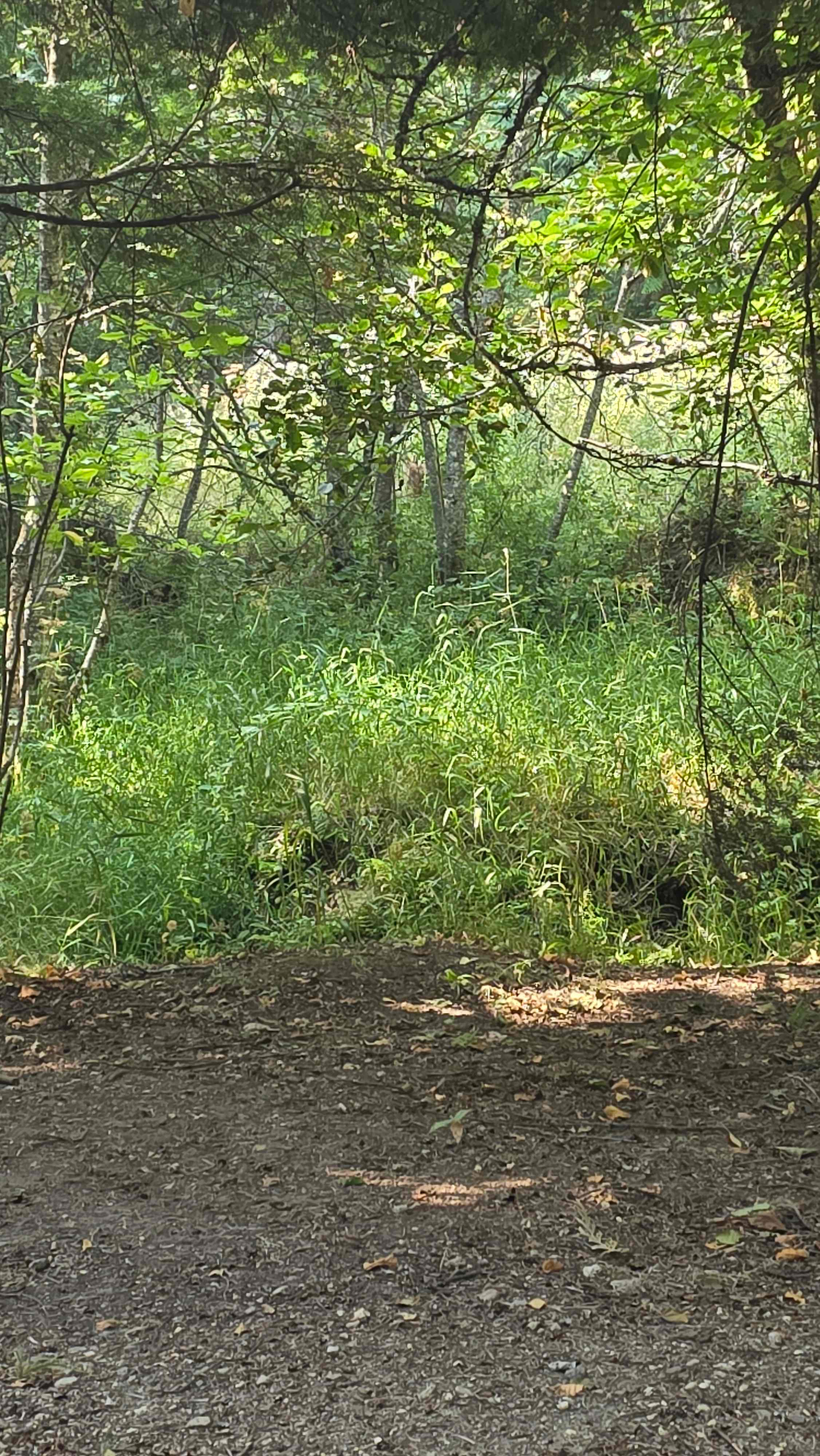 Turnipseed Creek Campsites