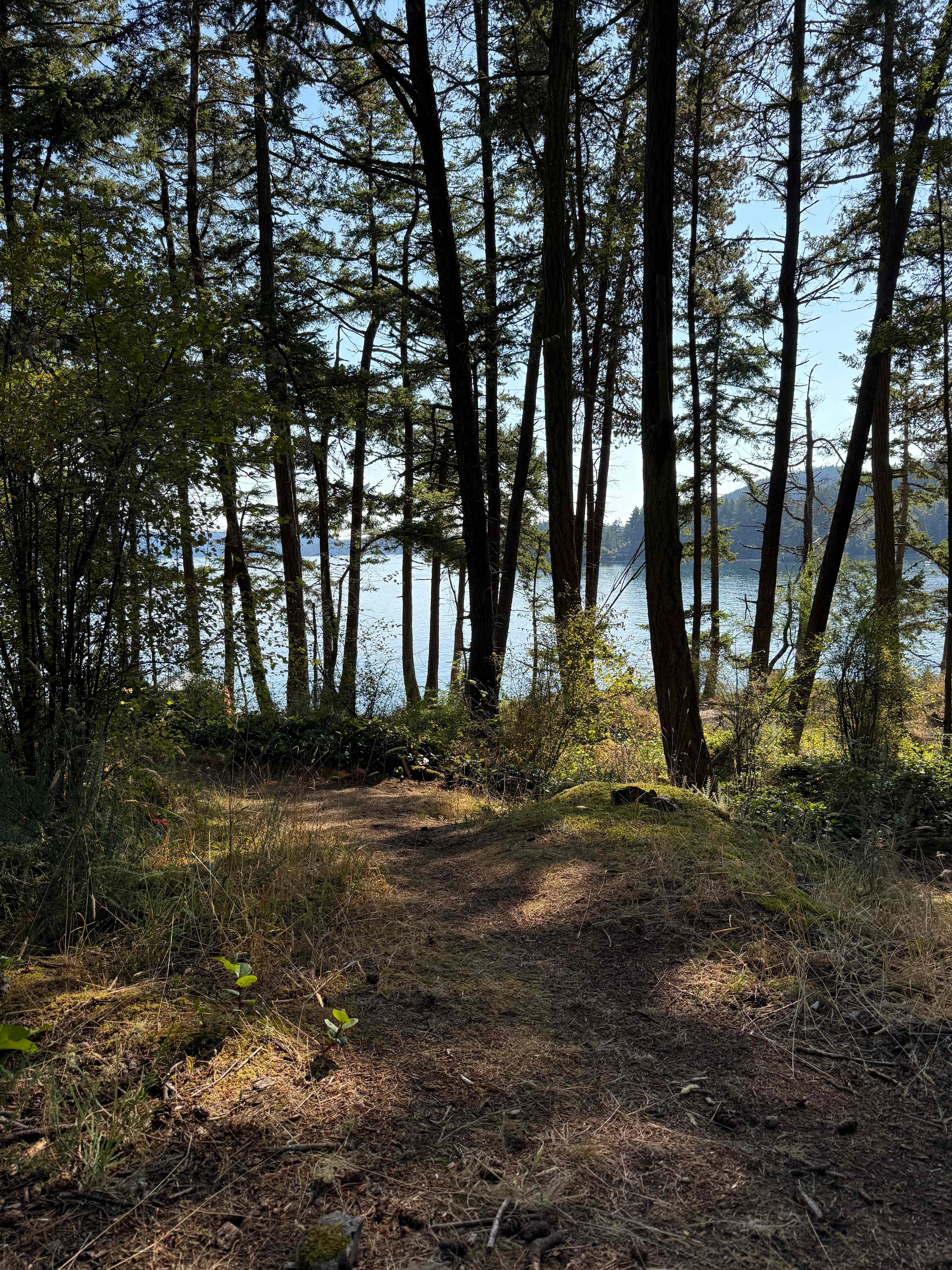 The view from our site, Hollow Log