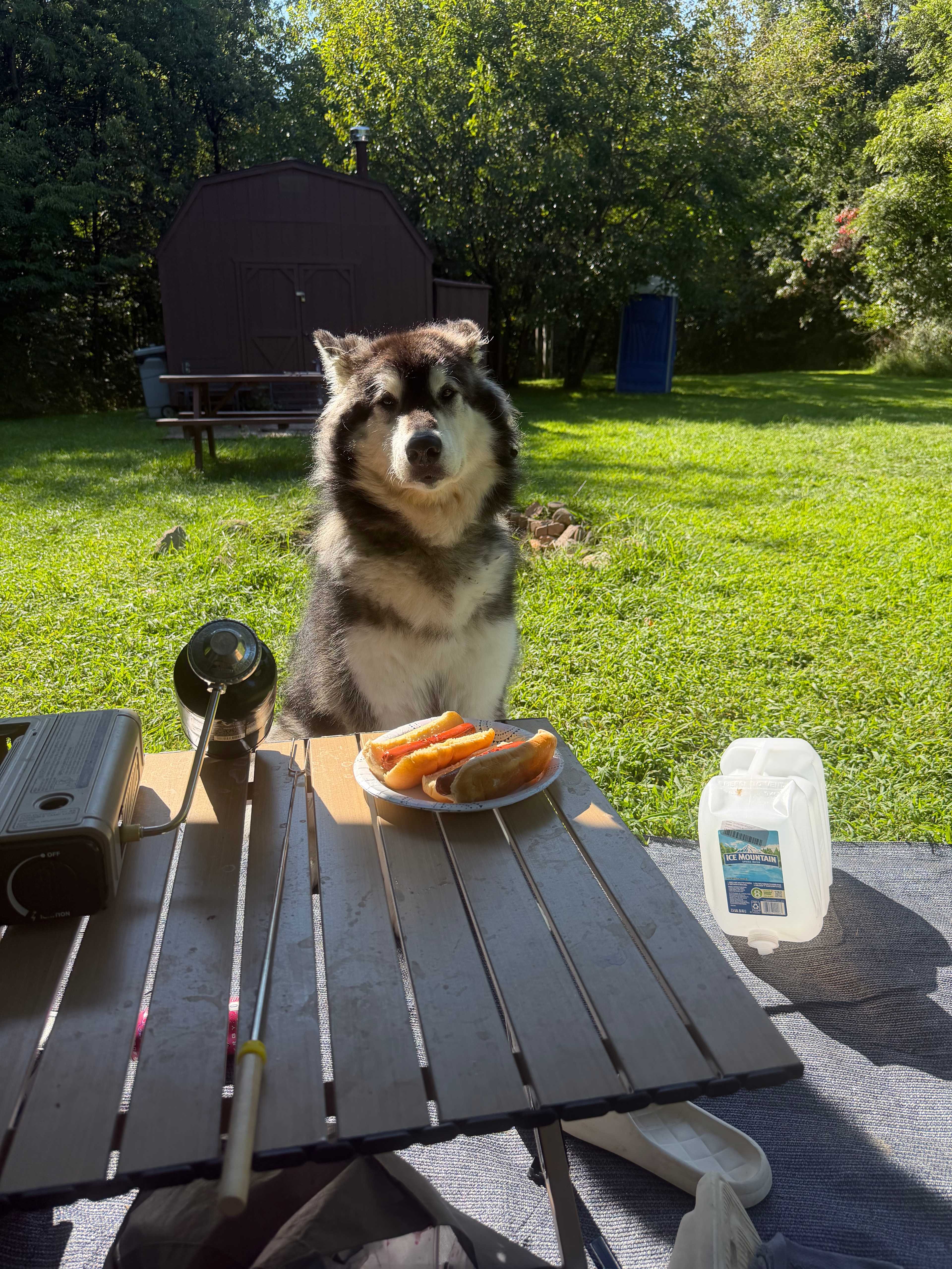 Winter had hotdogs for dinner ☺️