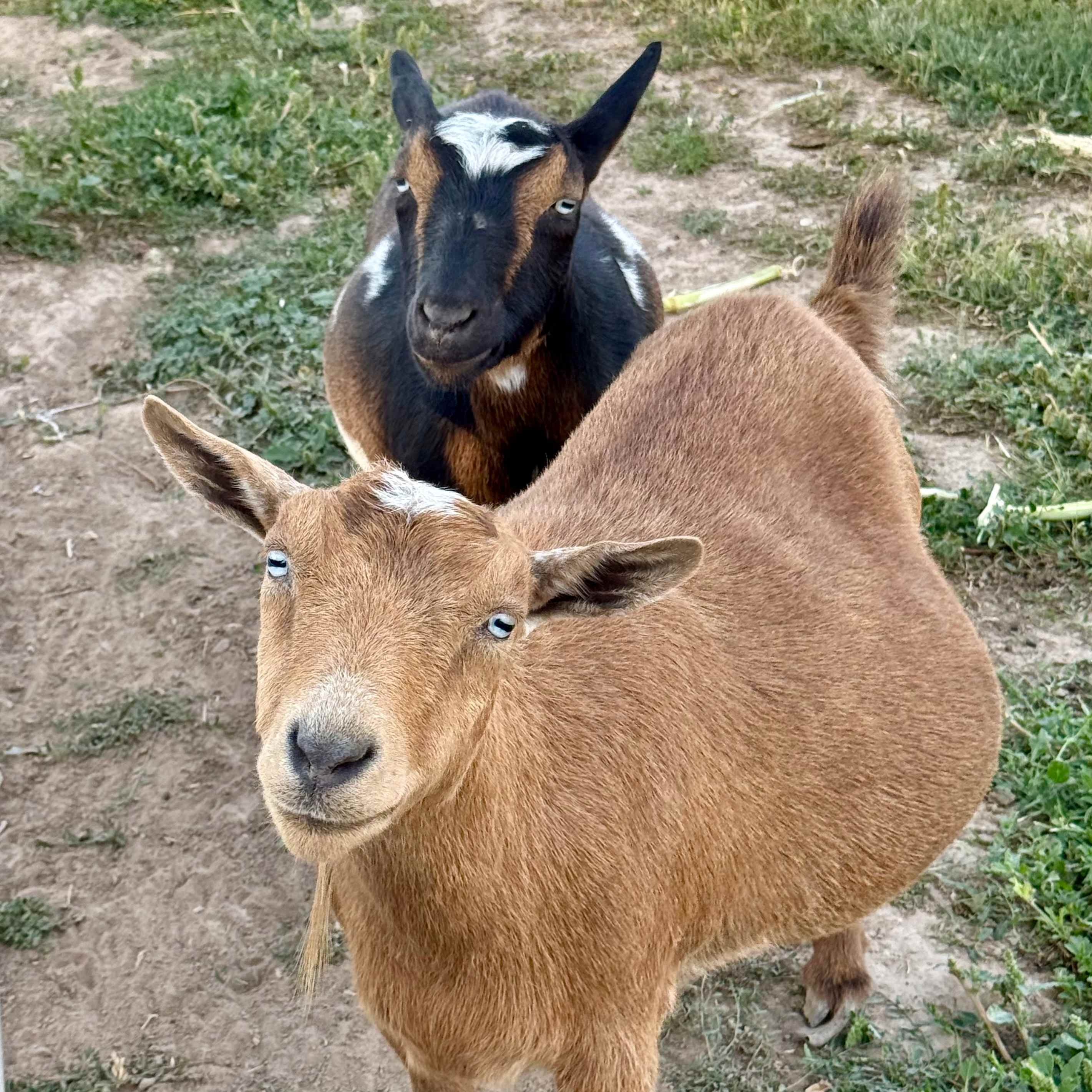 Rex & Cate's Hobby Farm