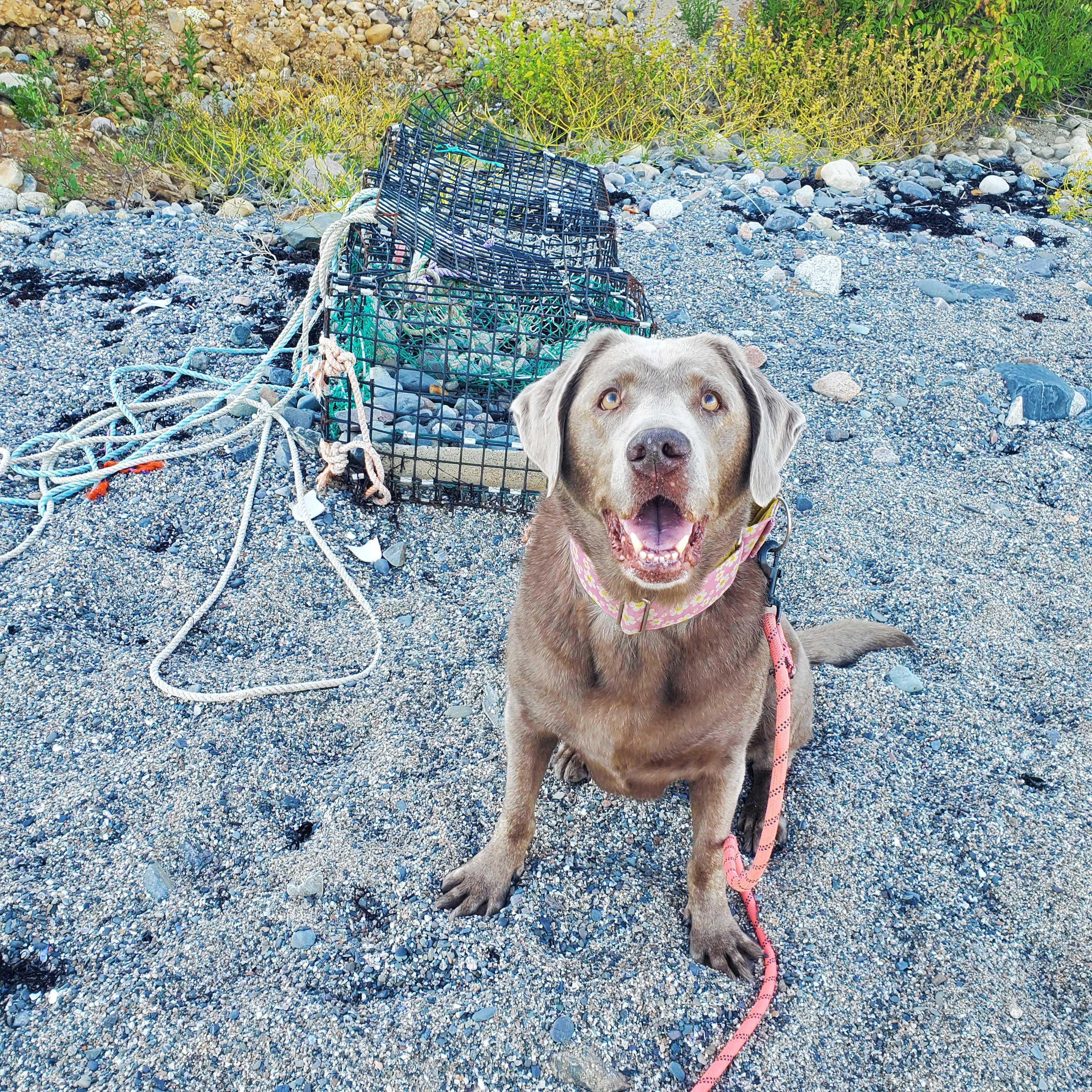 Stonington aka "Stoney" loved it all