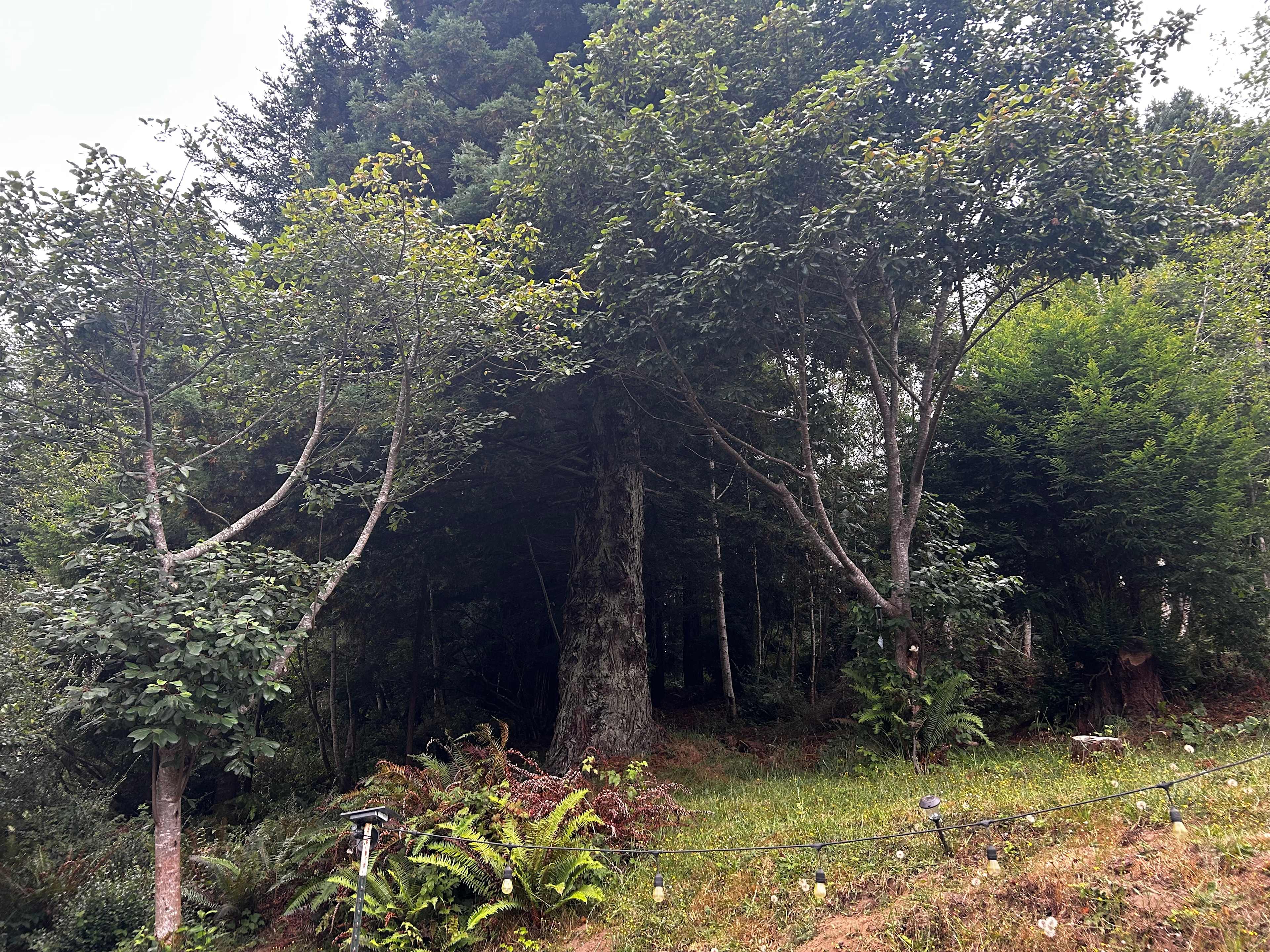 Redwoods Rest Stop
