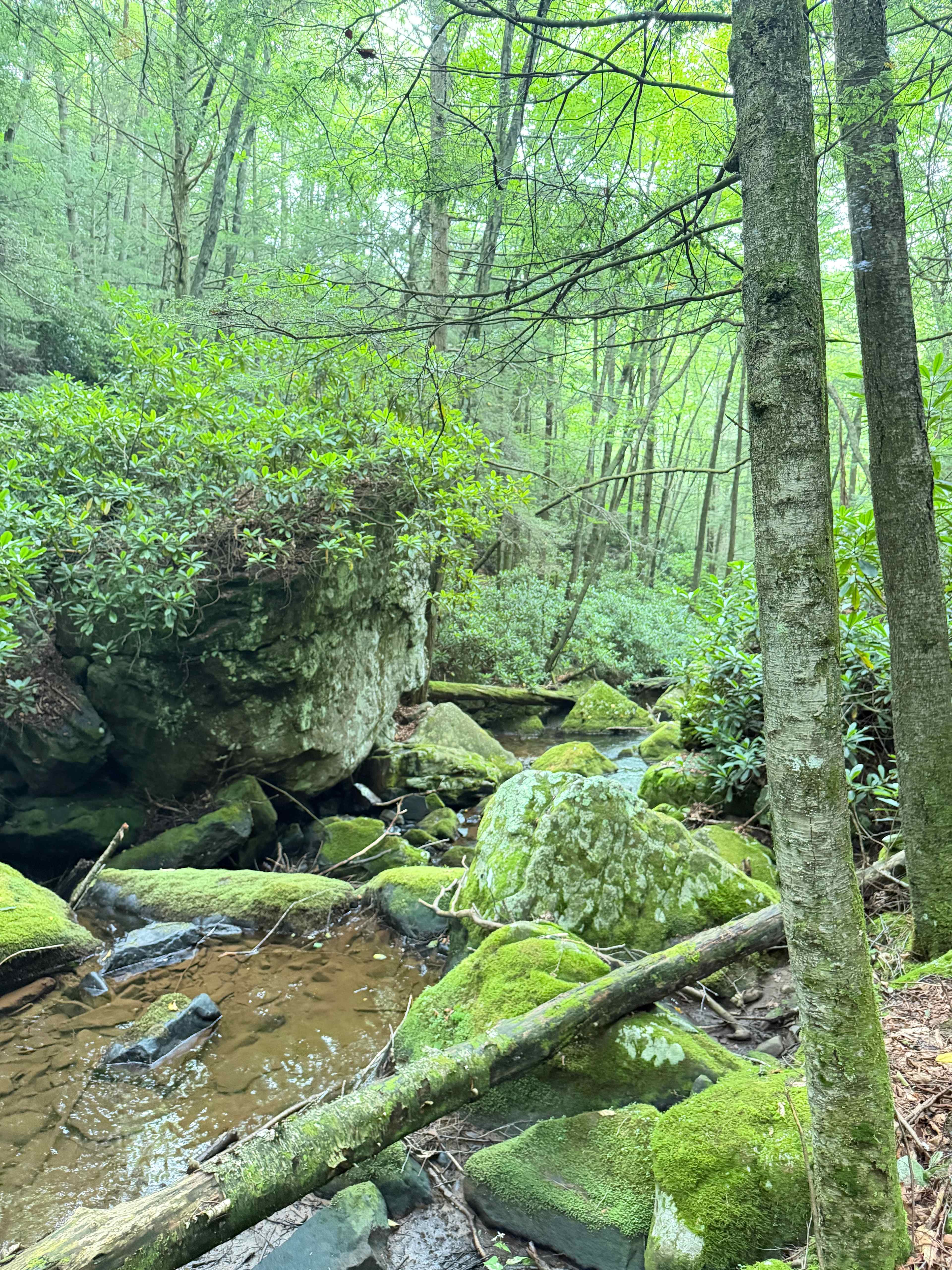 Camp Dietrich on Bear Creek