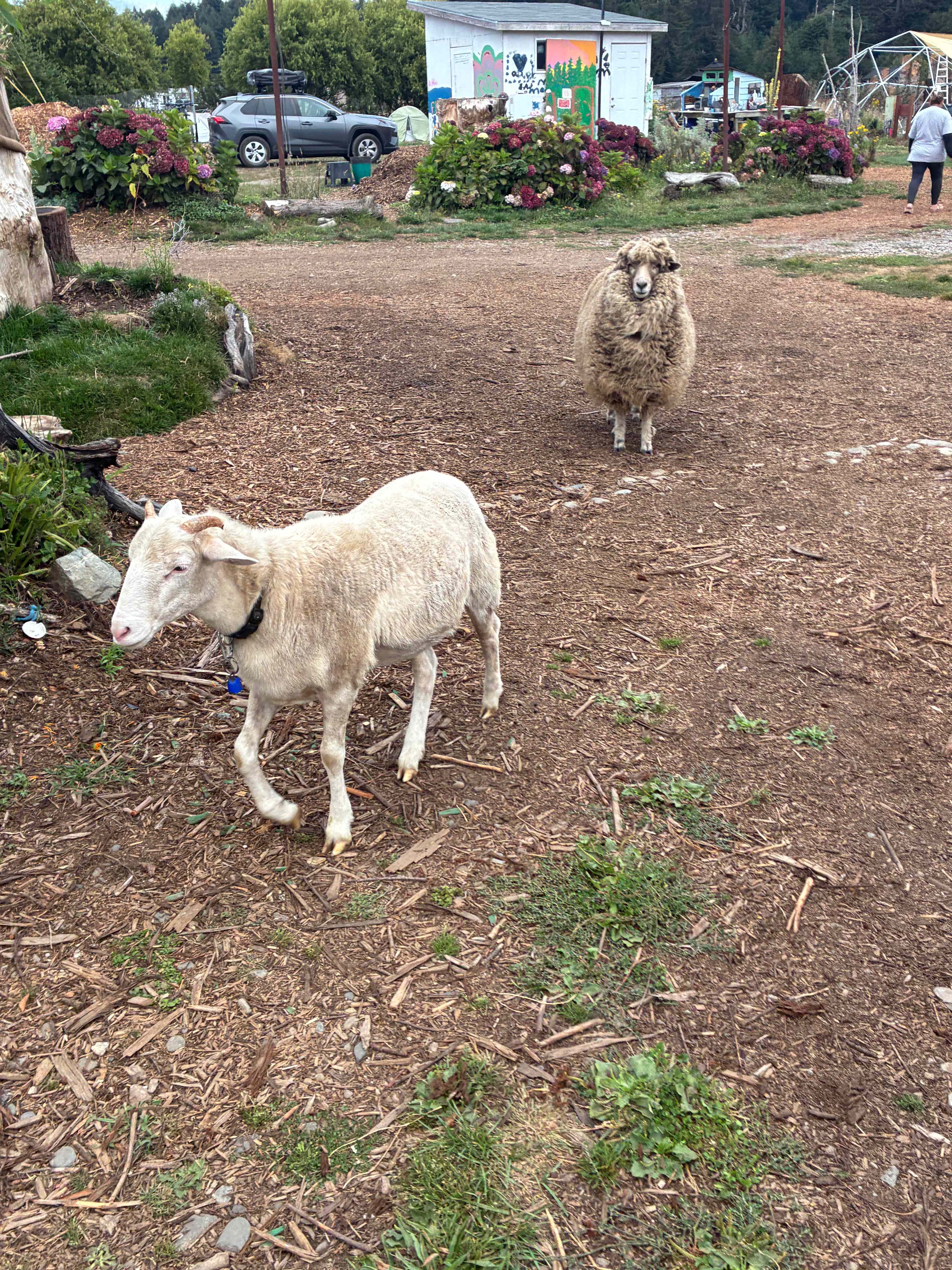 Ossia Village Farm