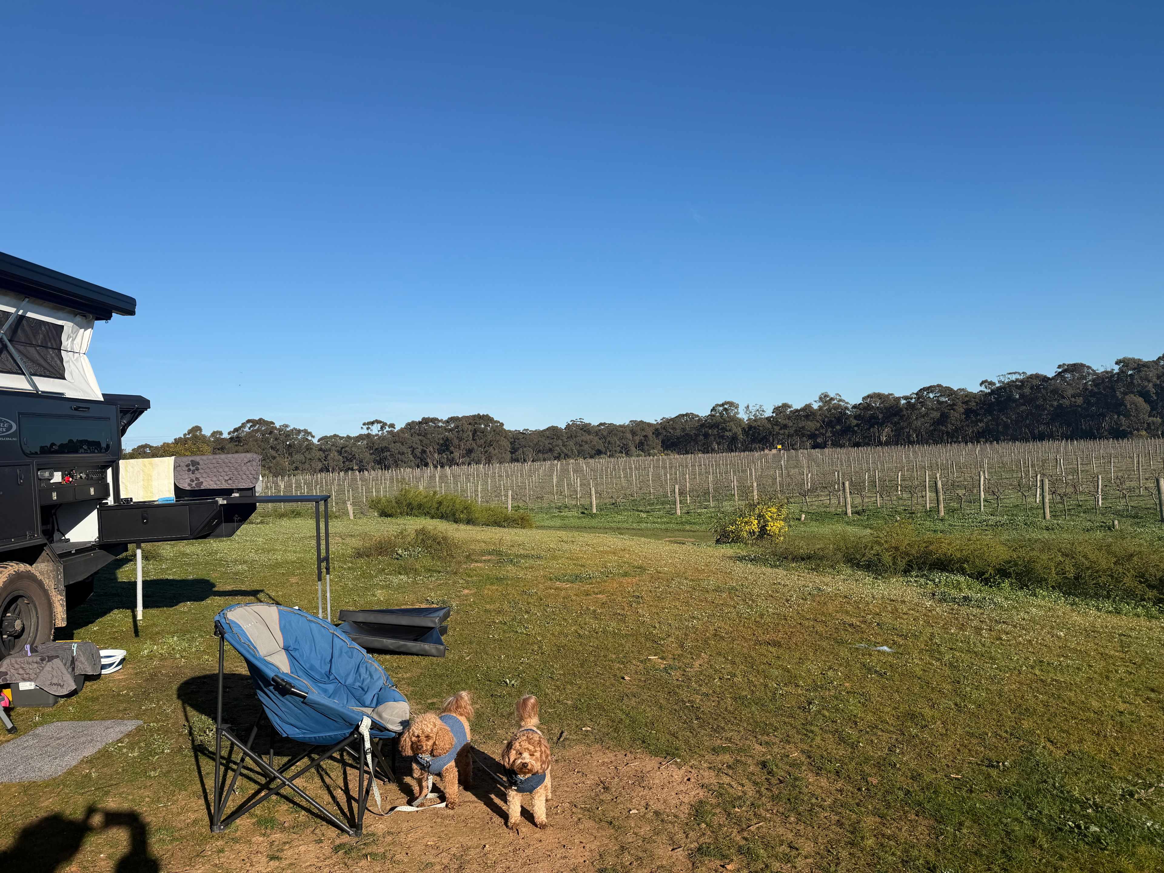 So appreciative that this beautiful vineyard is pet friendly. 