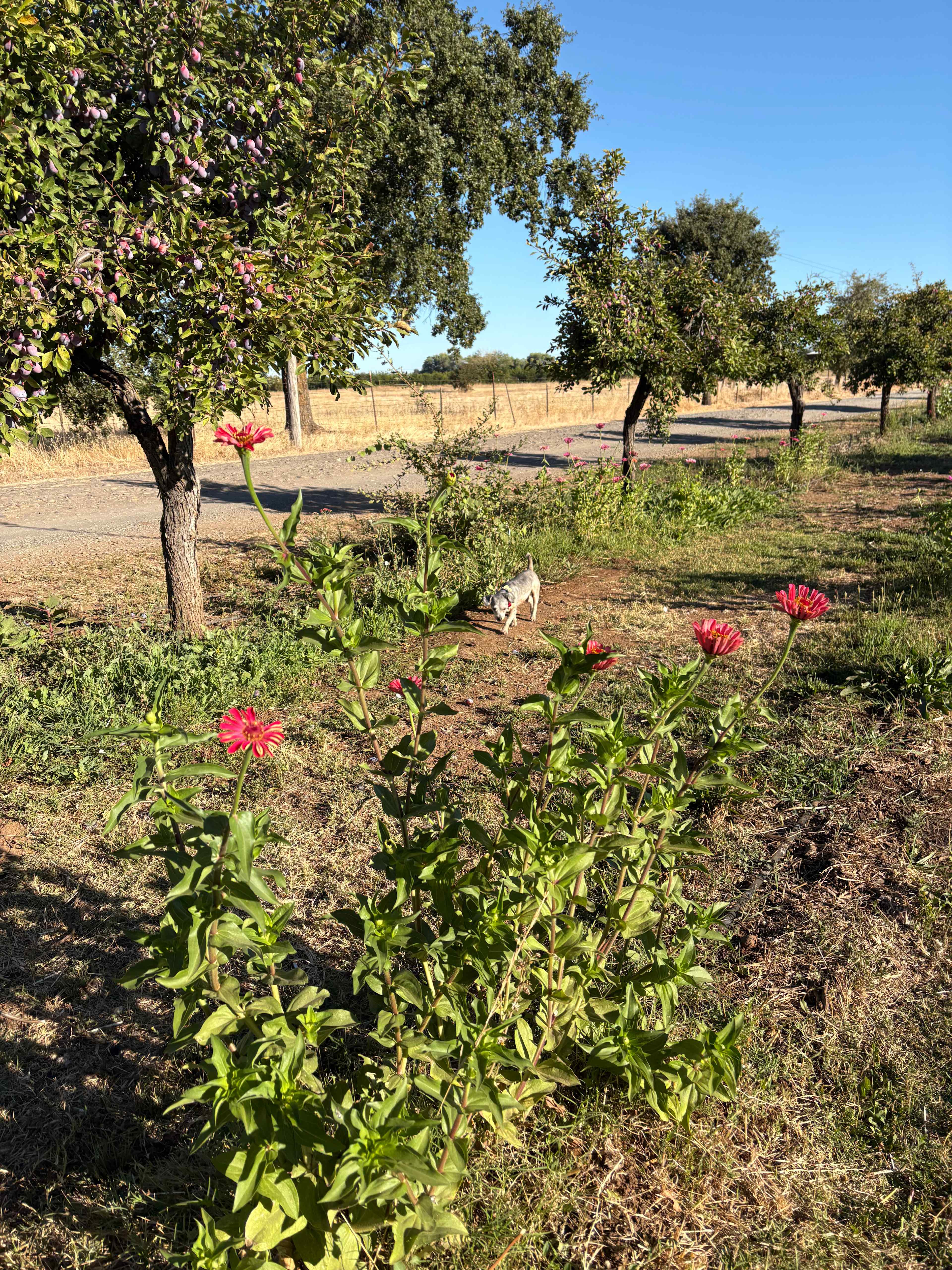 FullCircle Florals Flower Farm