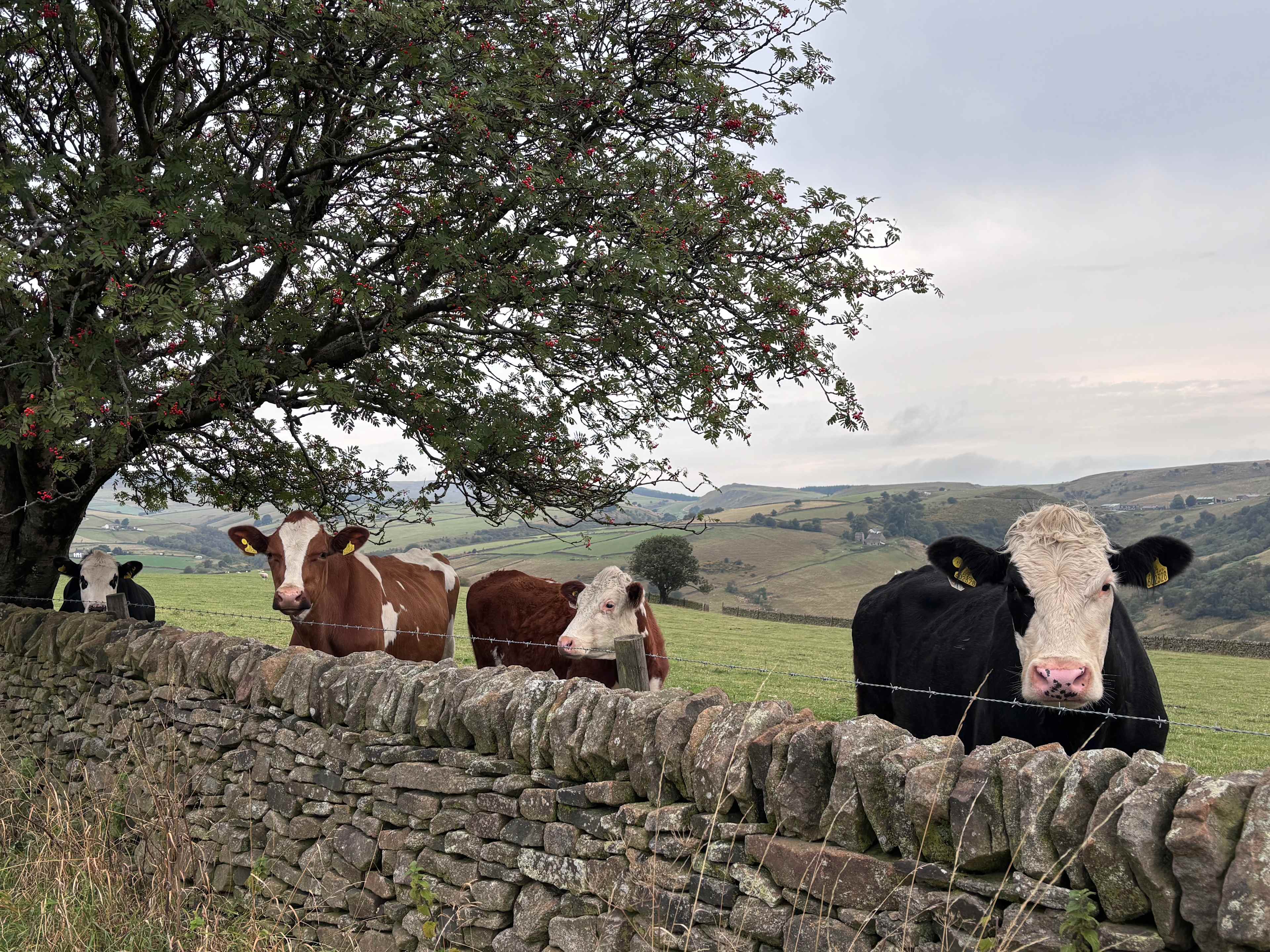 Chrome Hill Campers