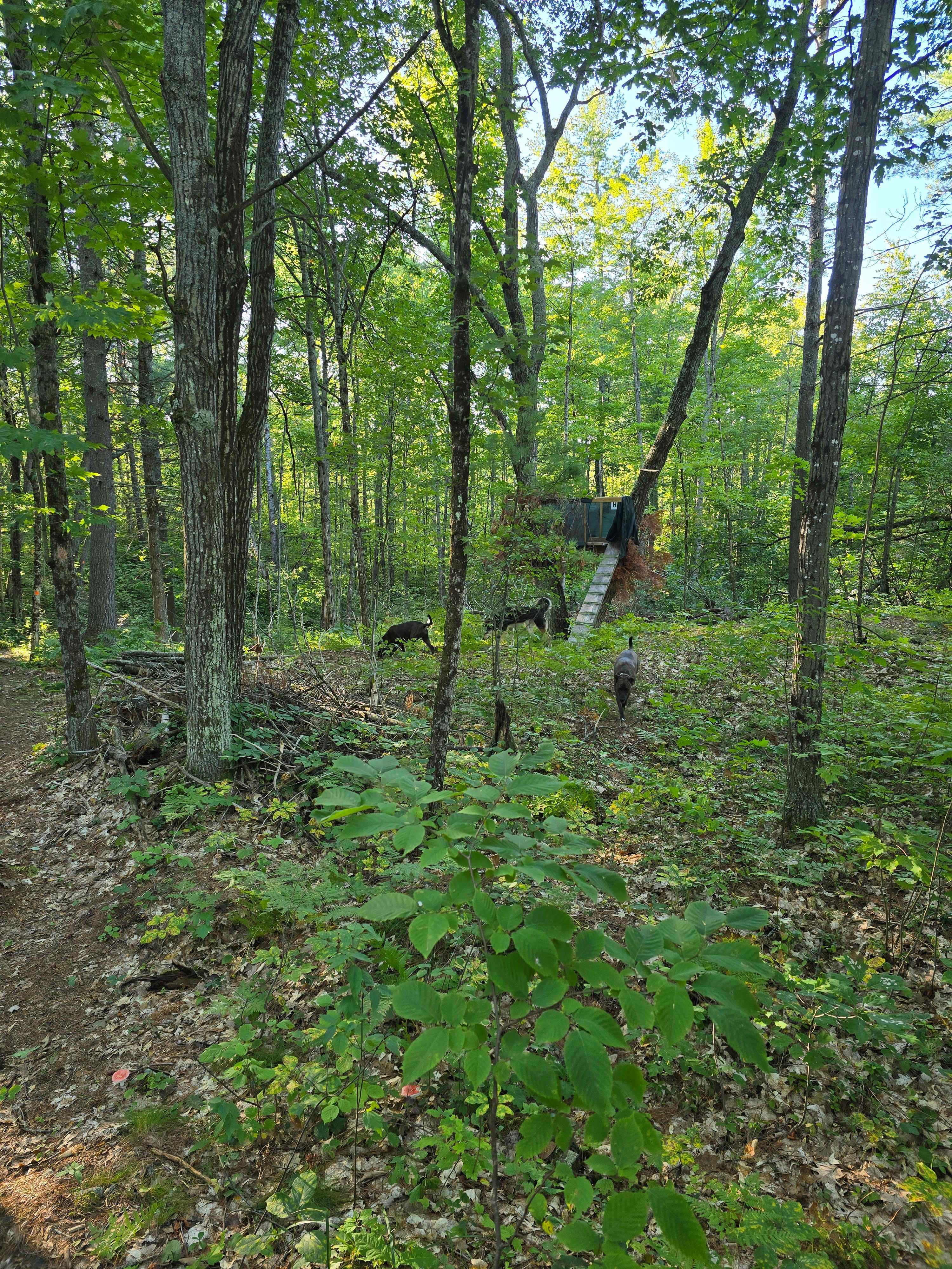 Hemlock Point Campground